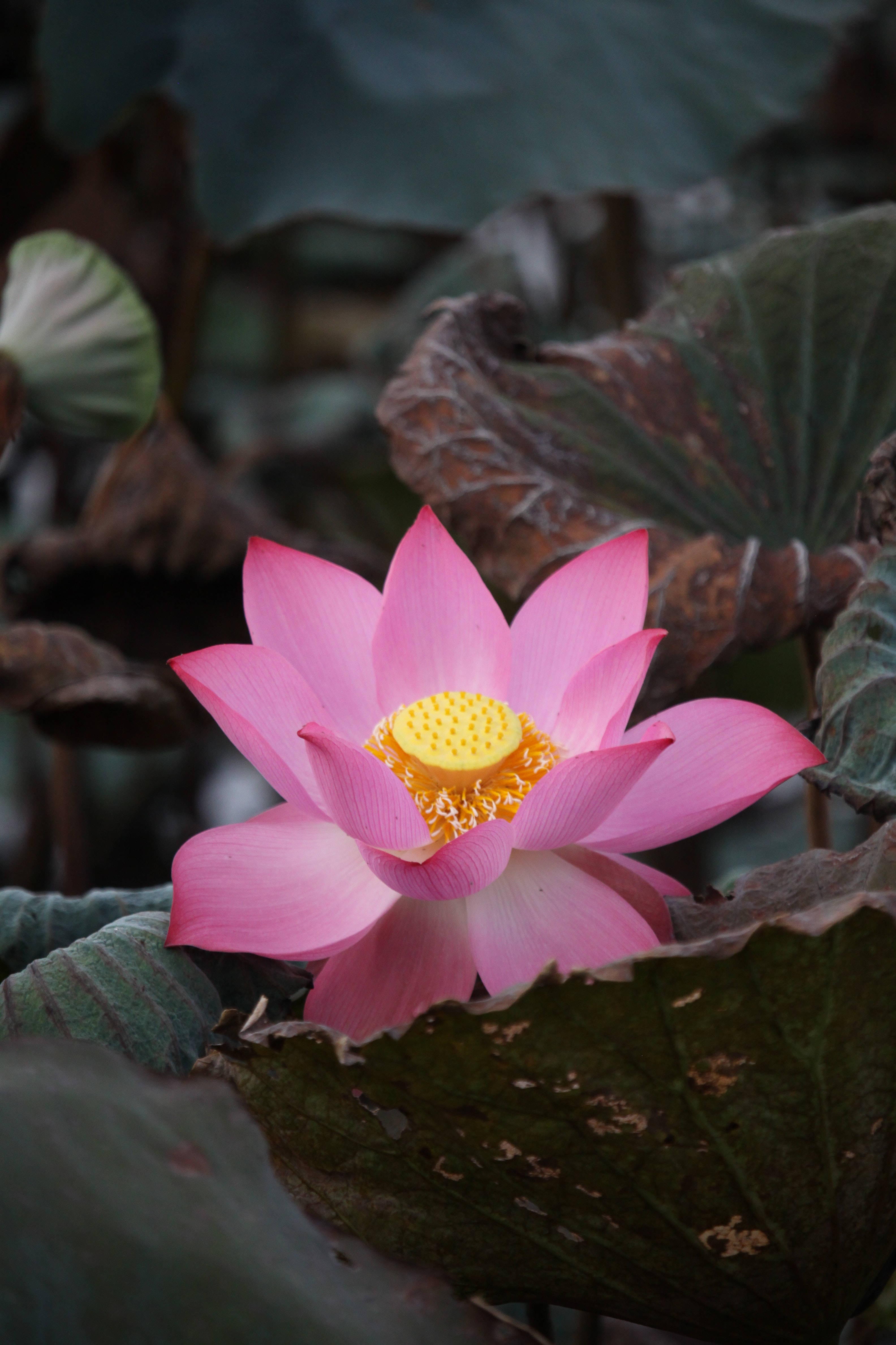 Maua Matakatifu ya Lotus ya Kihindi Picha ya Ukuta