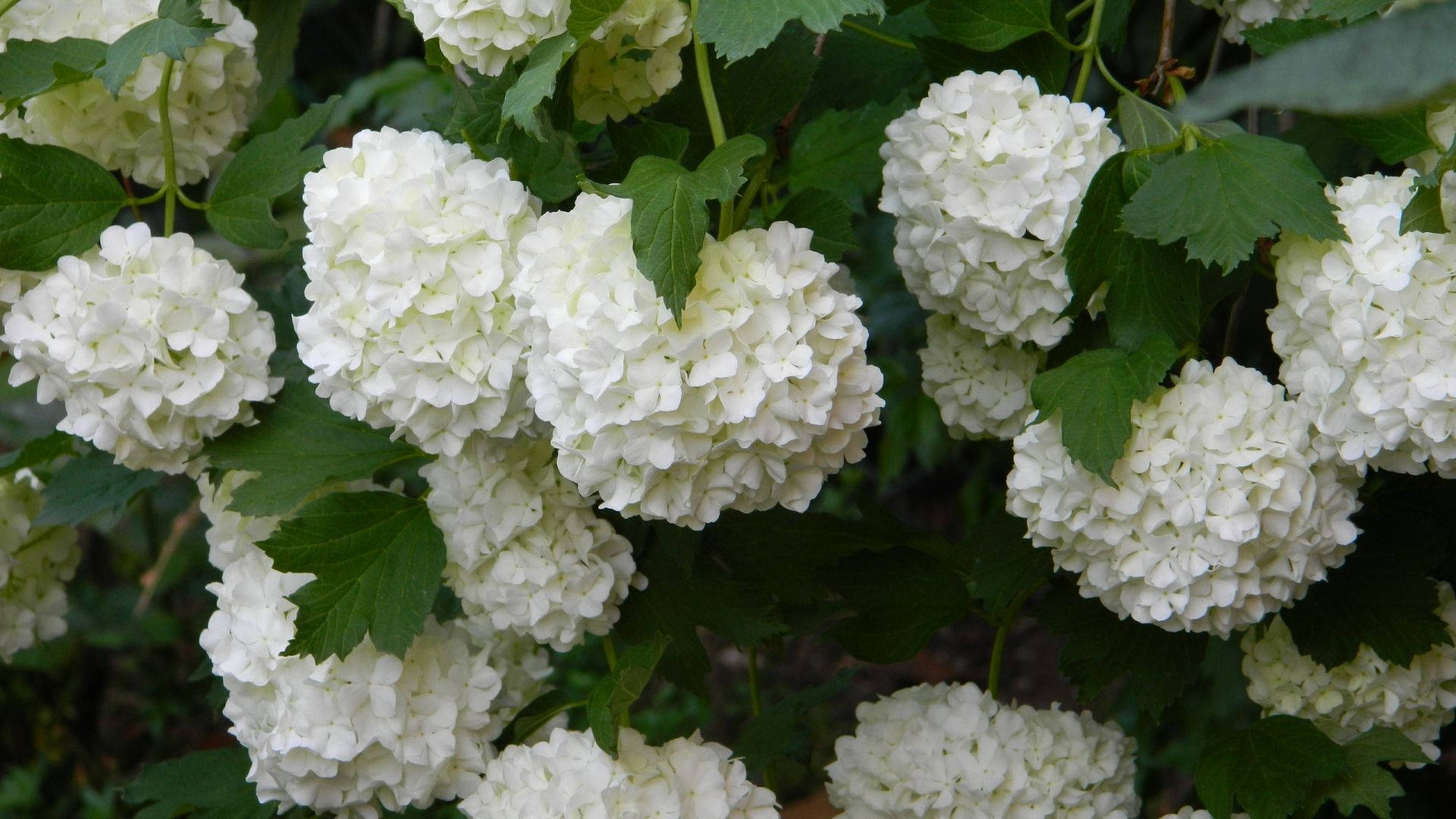 Maua meupe ya Hydrangea Picha ya Ukuta