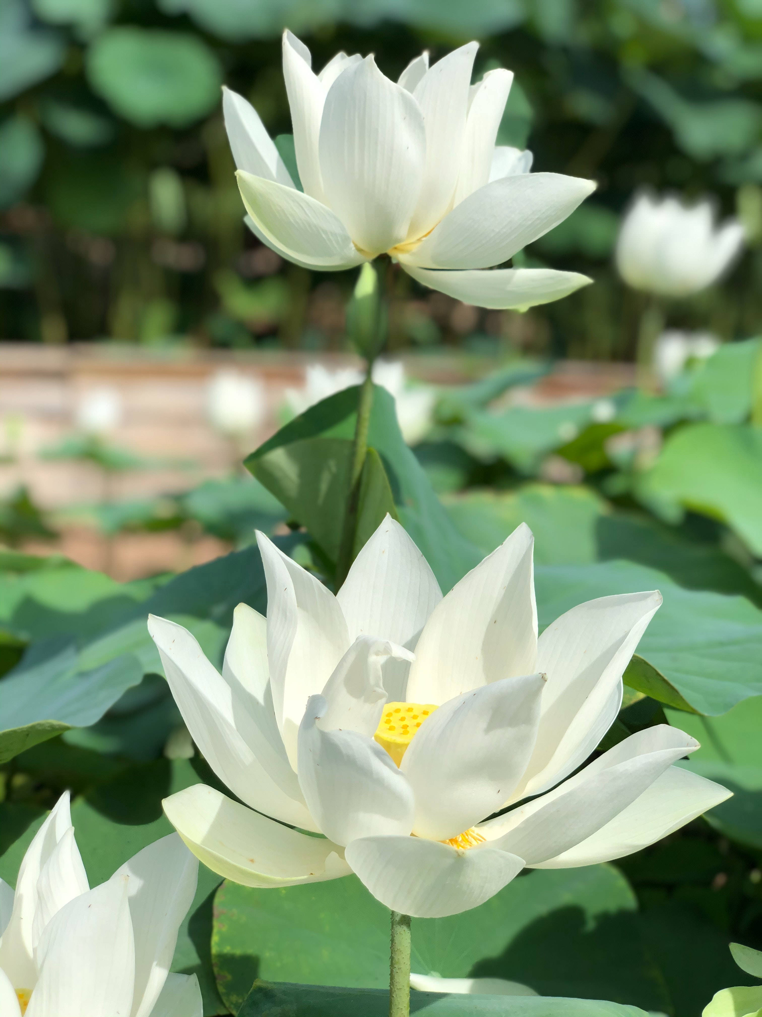 Maua meupe ya Lotus Picha ya Ukuta