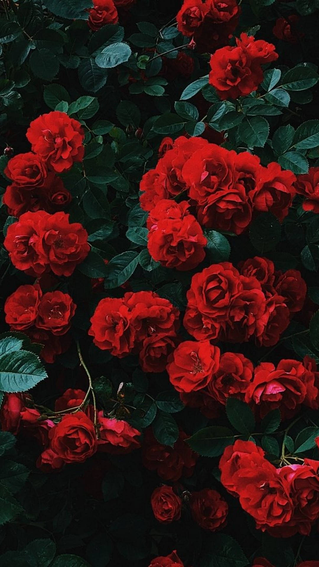 Maua Nyekundu ya Aesthetic ya iPhone Picha ya Ukuta