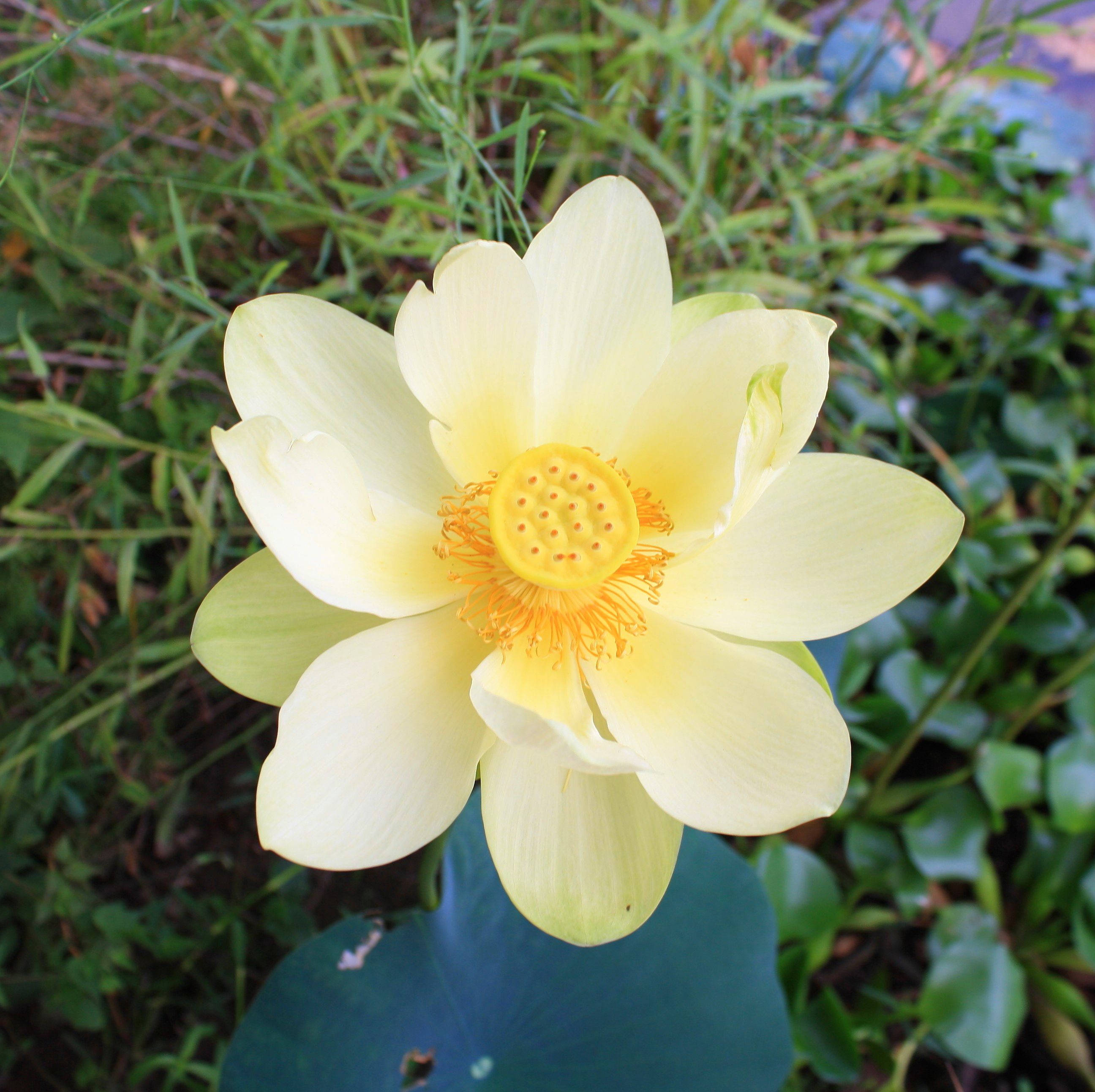 Maua ya American Lotus Picha ya Ukuta