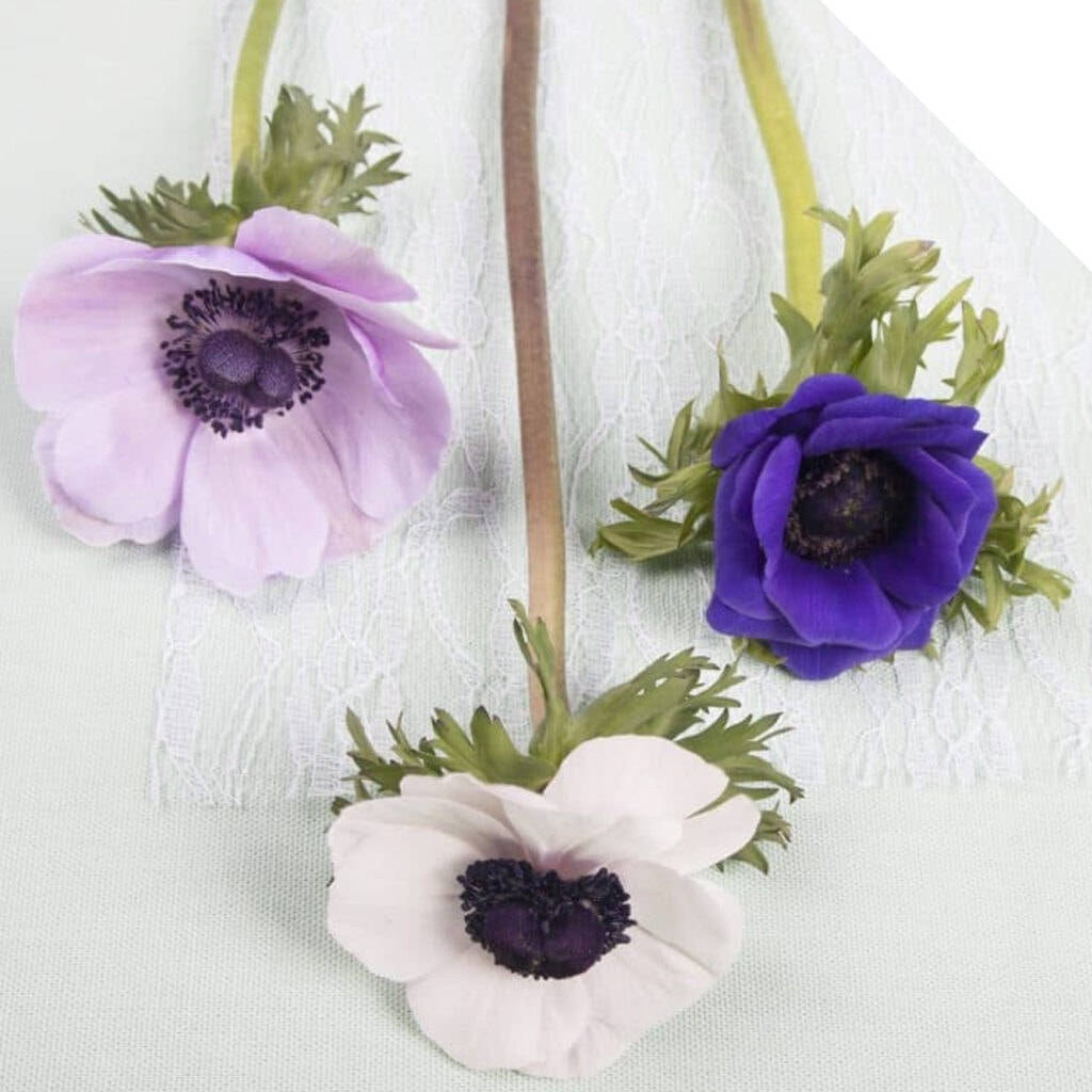Maua ya Anemone Tatu Picha ya Ukuta
