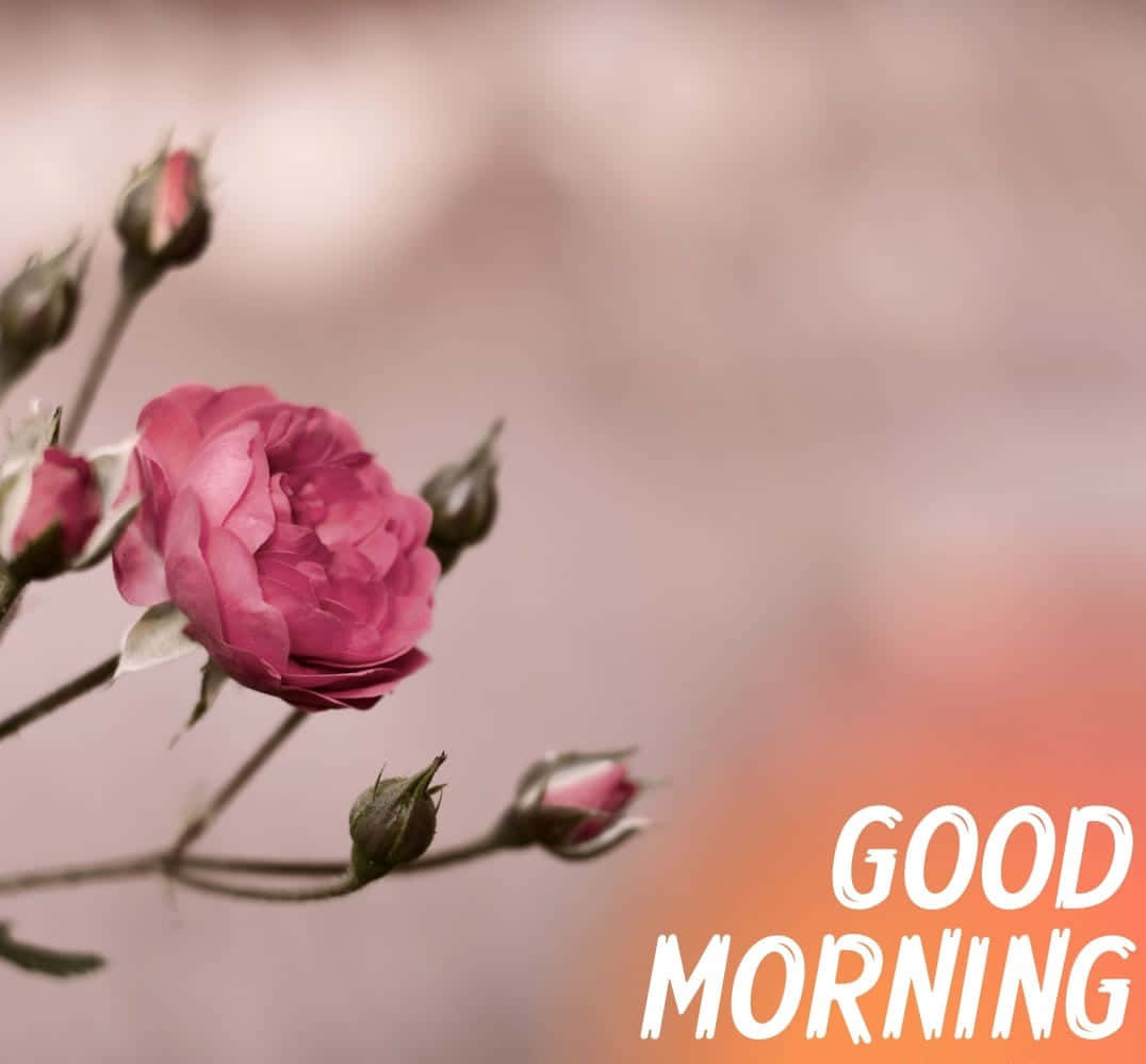 Maua ya Asubuhi Pink Kijivu Picha ya Ukuta