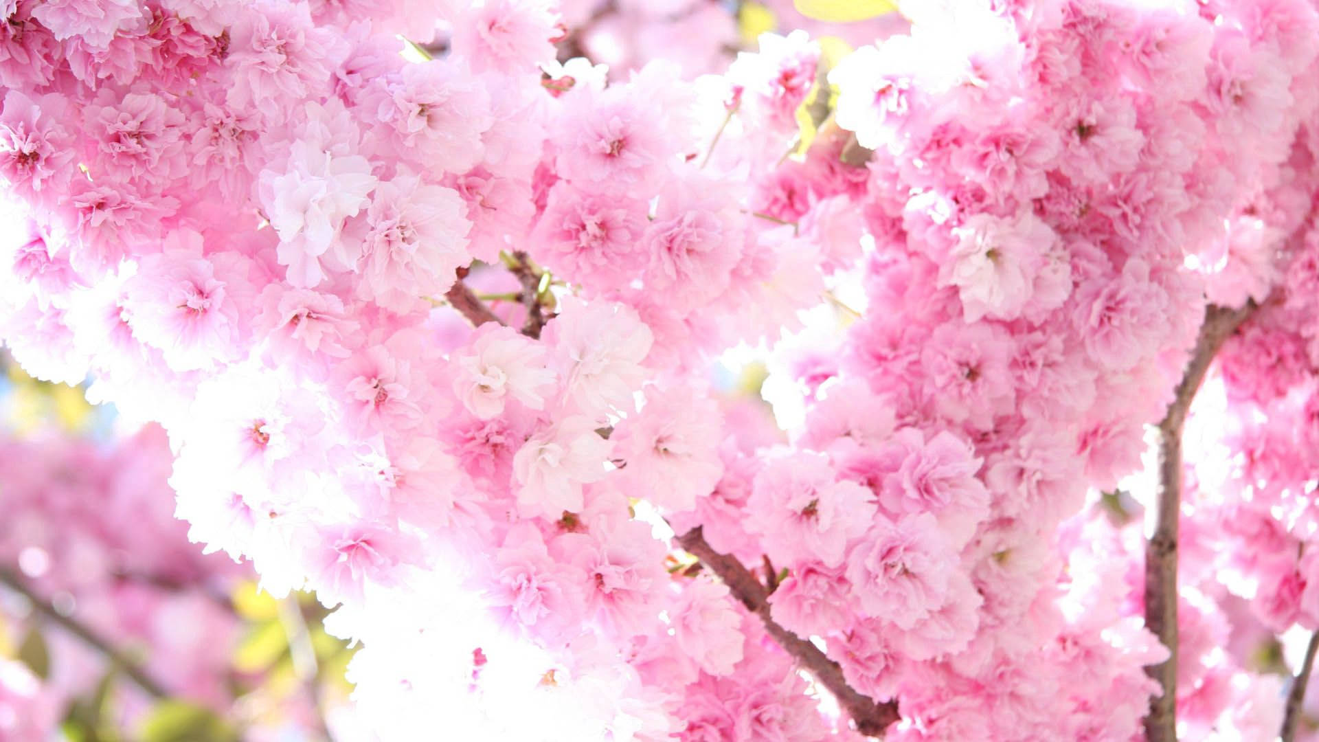Maua ya Bahari ya Pink ya Spring Picha ya Ukuta