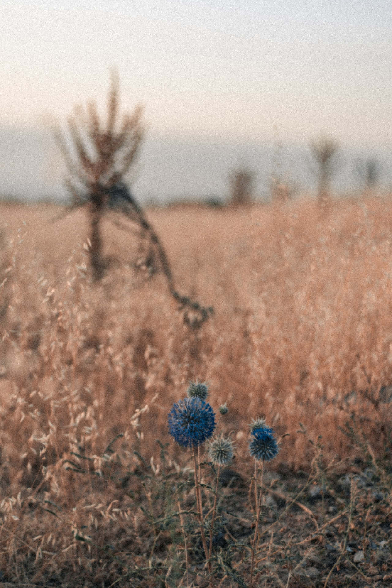 Maua ya Blue ya Dandelion Picha ya Ukuta