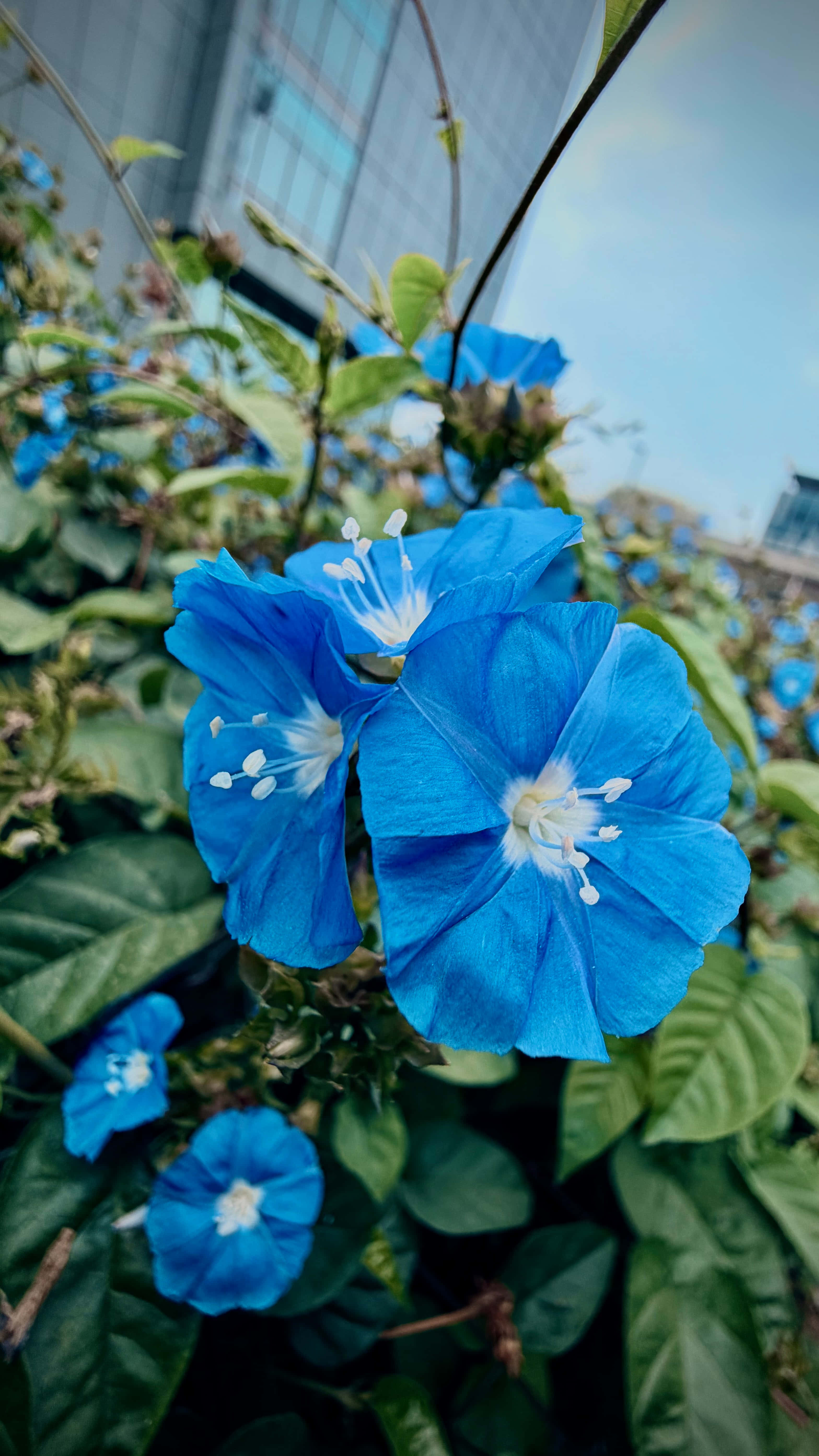Maua ya Bluu Picha ya Ukuta