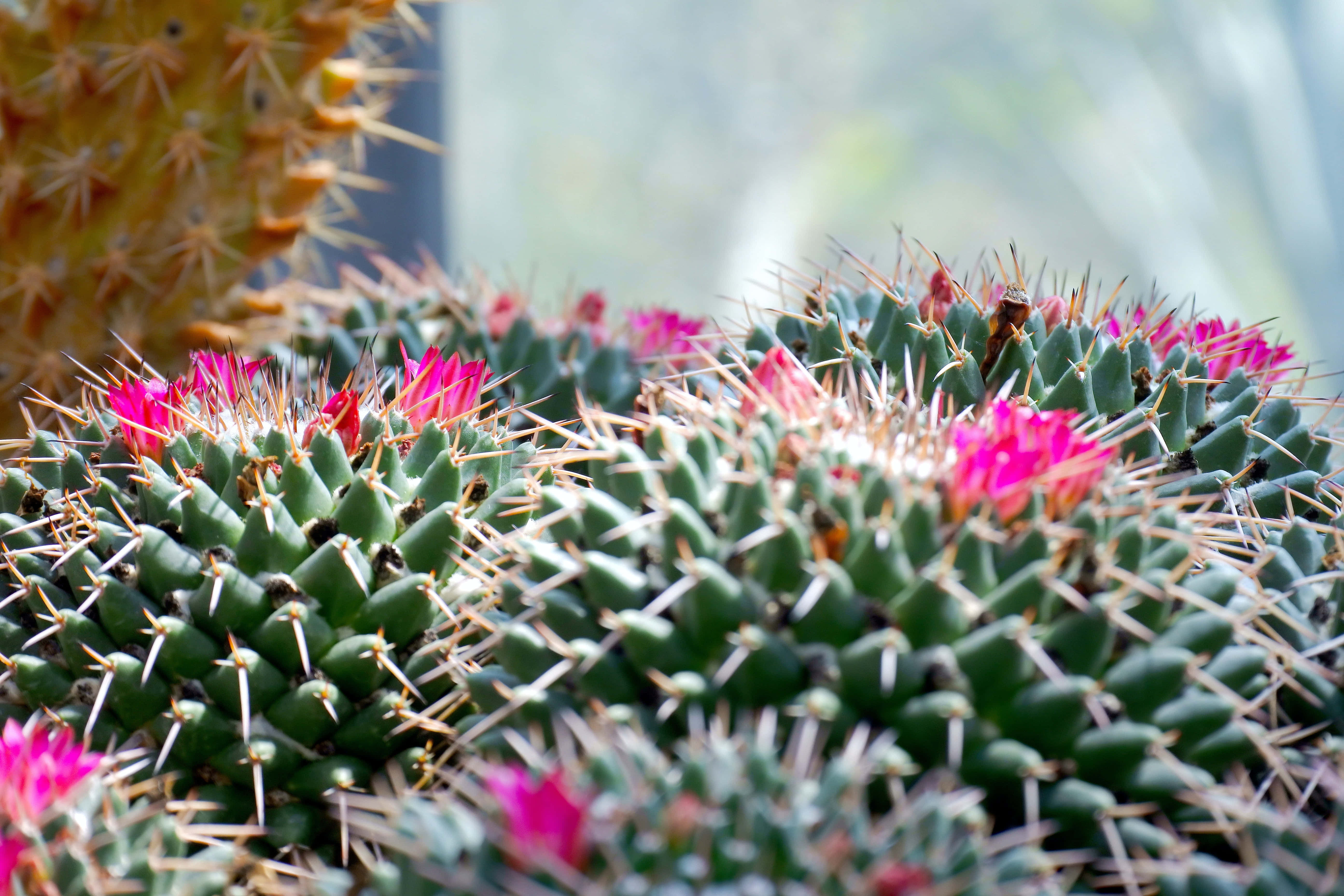 Maua ya Cactus Mammillaria Polythele Picha ya Ukuta