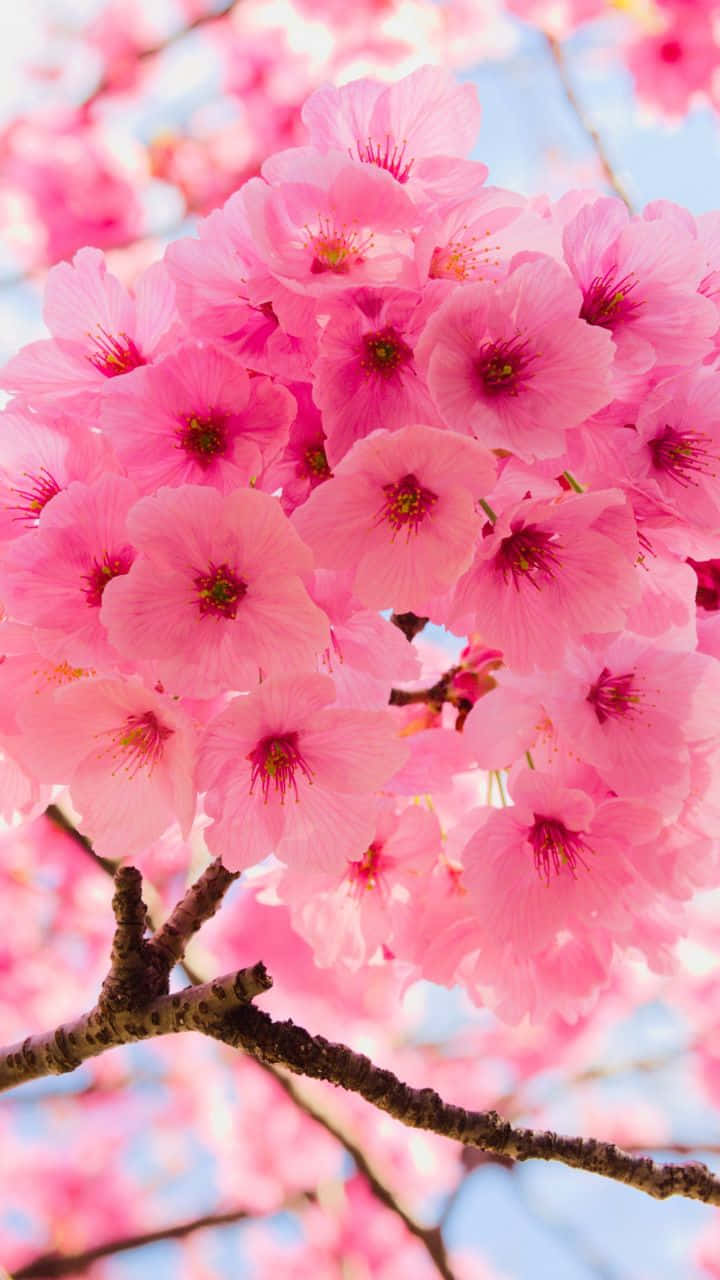 Maua ya Cherry Blossom Karibu na Anga Picha ya Ukuta