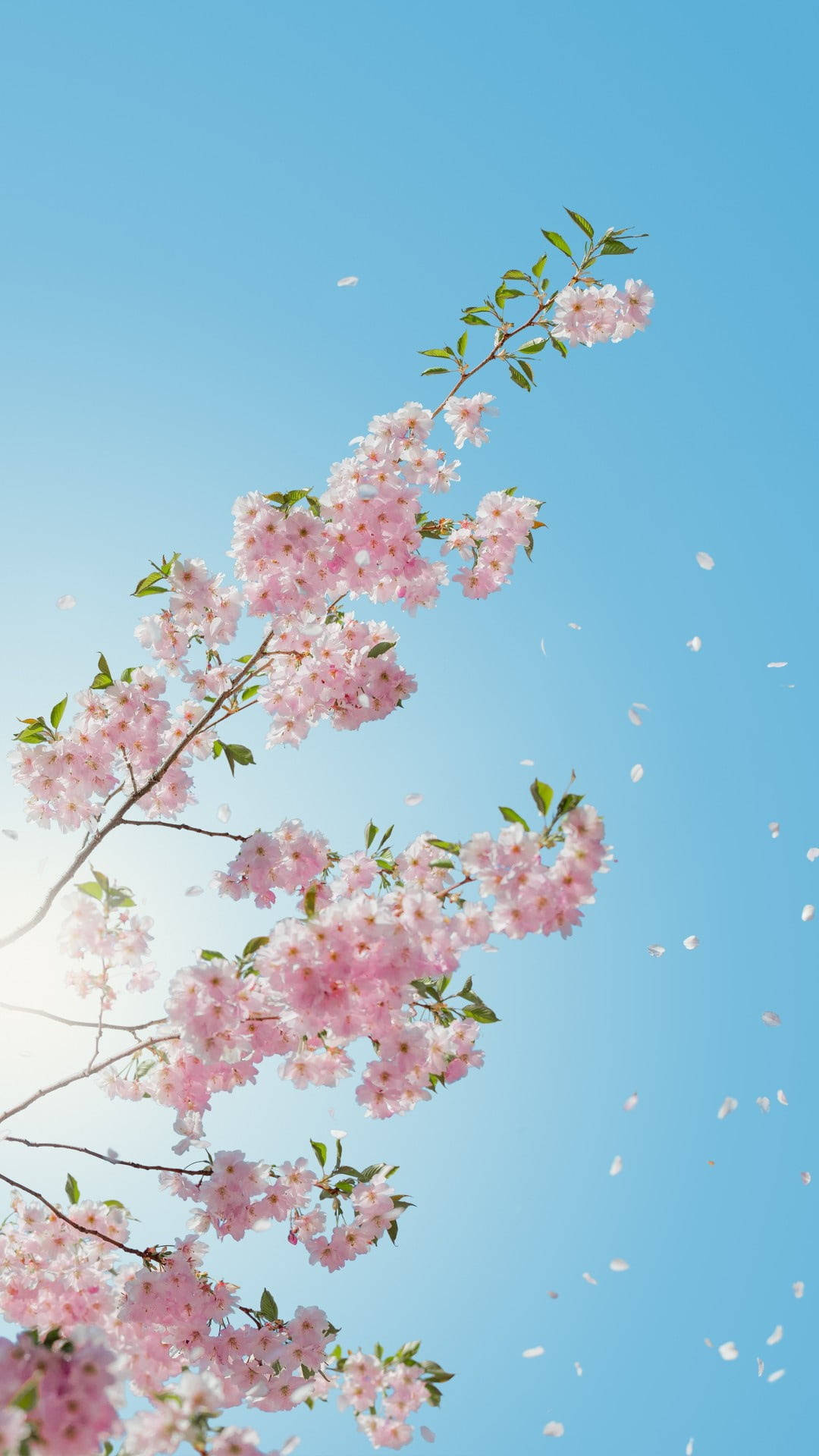 Maua ya Cherry Blossoms Simu Picha ya Ukuta