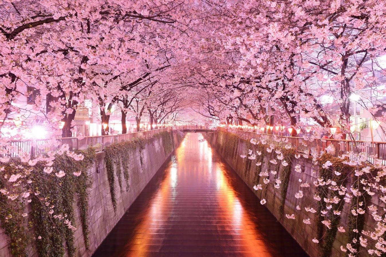 Maua ya Cherry na Mto Meguro Picha ya Ukuta