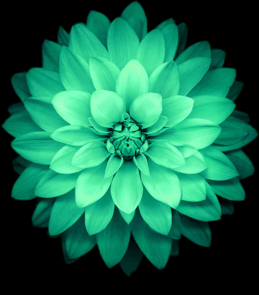Maua ya Dahlia ya Emerald Yanayochipuka Picha ya Ukuta