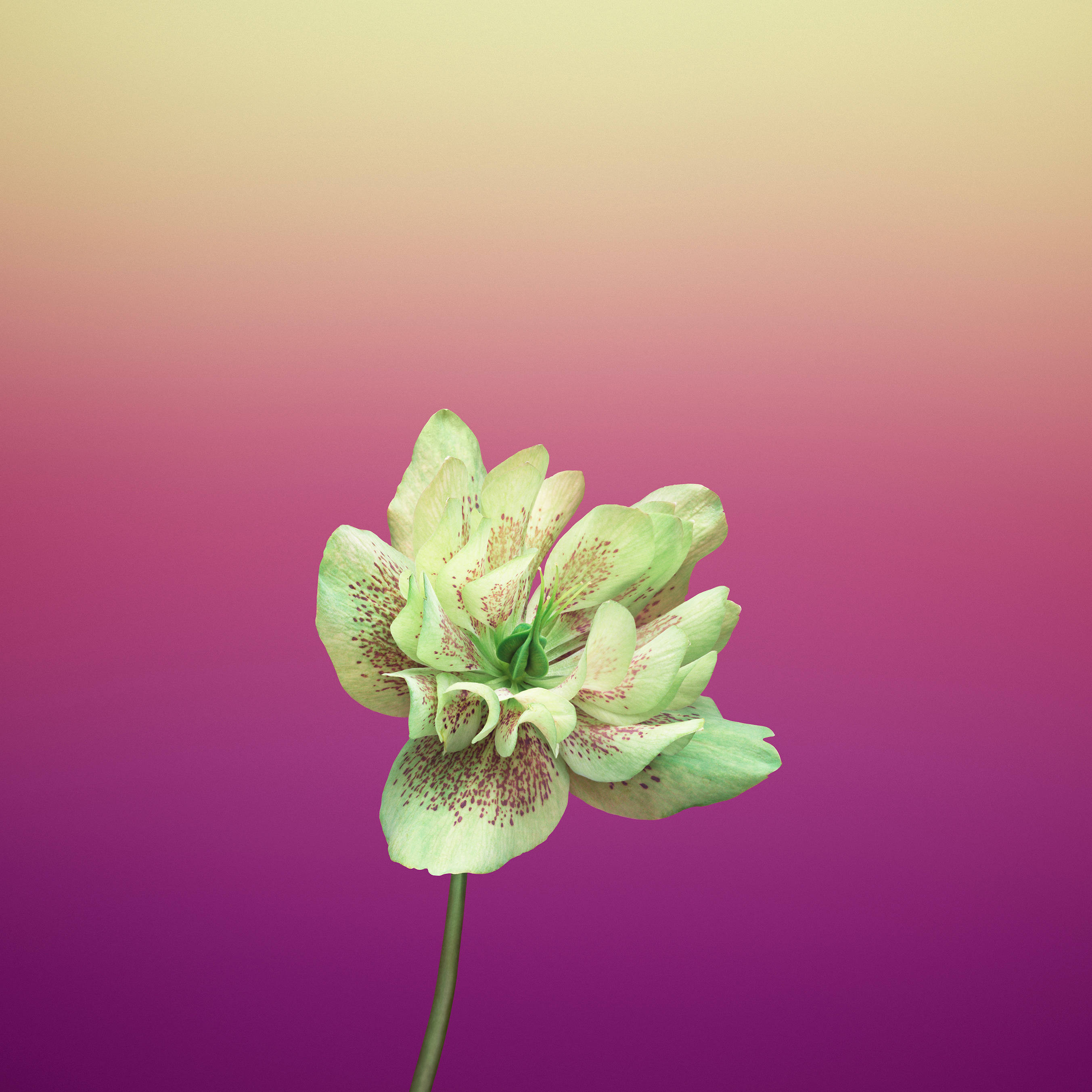 Maua ya Helleborus Orientalis ya Rangi ya Violet Picha ya Ukuta