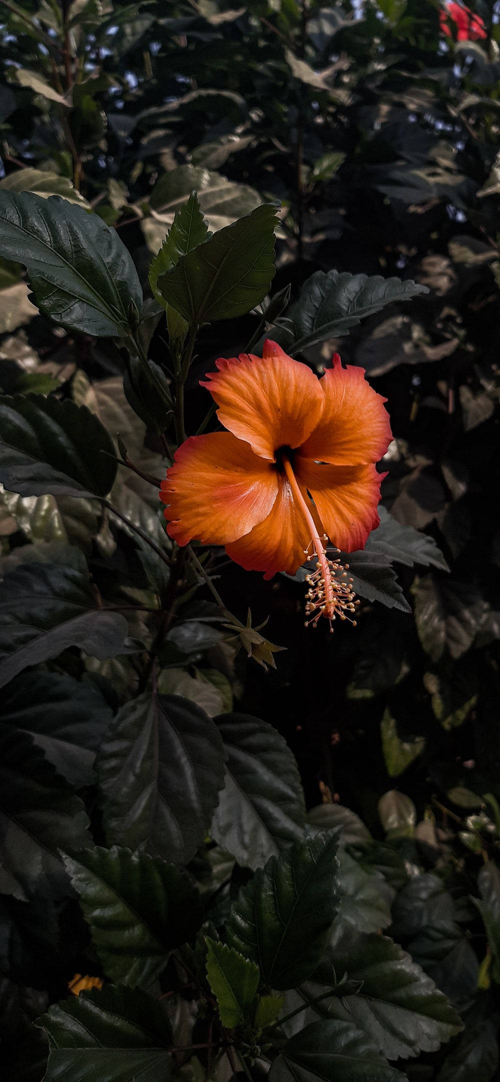 Maua ya Hibiscus Nadra Picha ya Ukuta