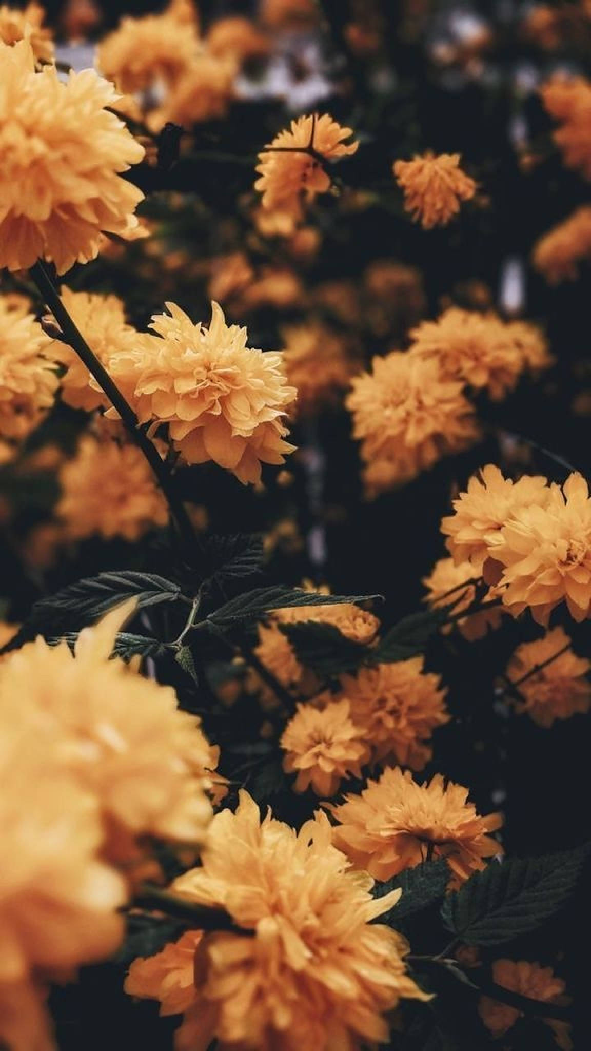 Maua ya Kijani ya Aesthetic ya iPhone Picha ya Ukuta