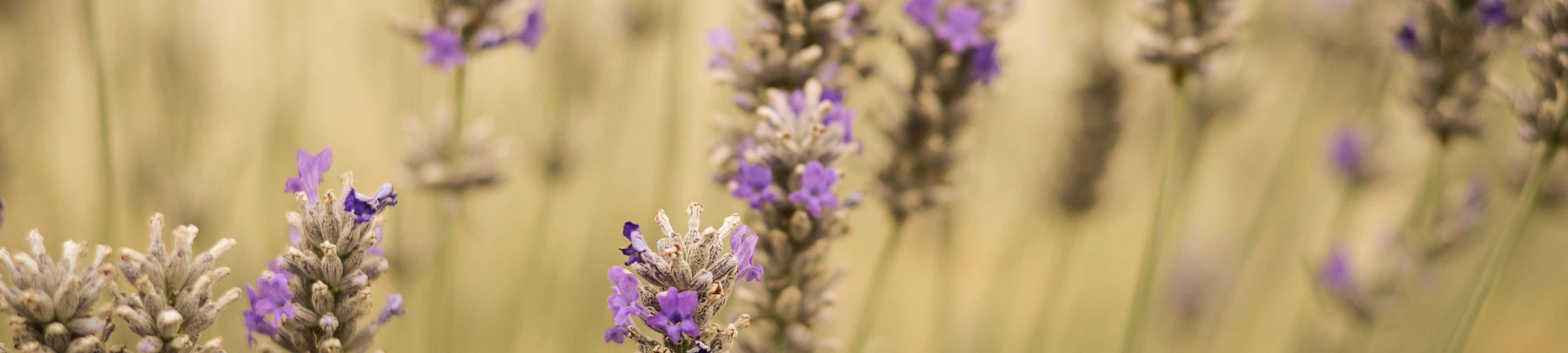 Maua ya lavender shambani yenye mandharinyuma yenye ukungu Picha ya Ukuta