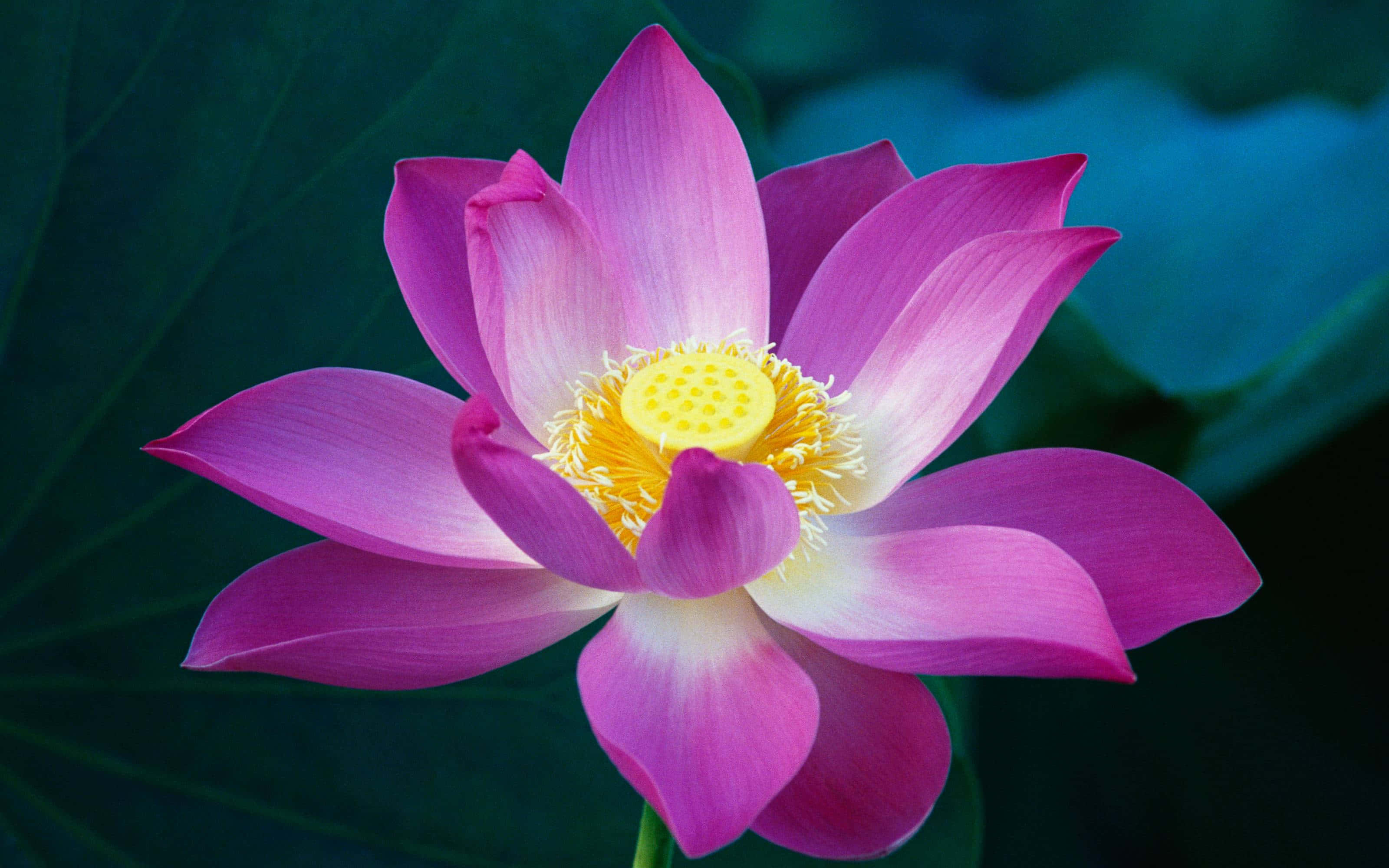 maua ya lotus pink yenye majani ya kijani Picha ya Ukuta