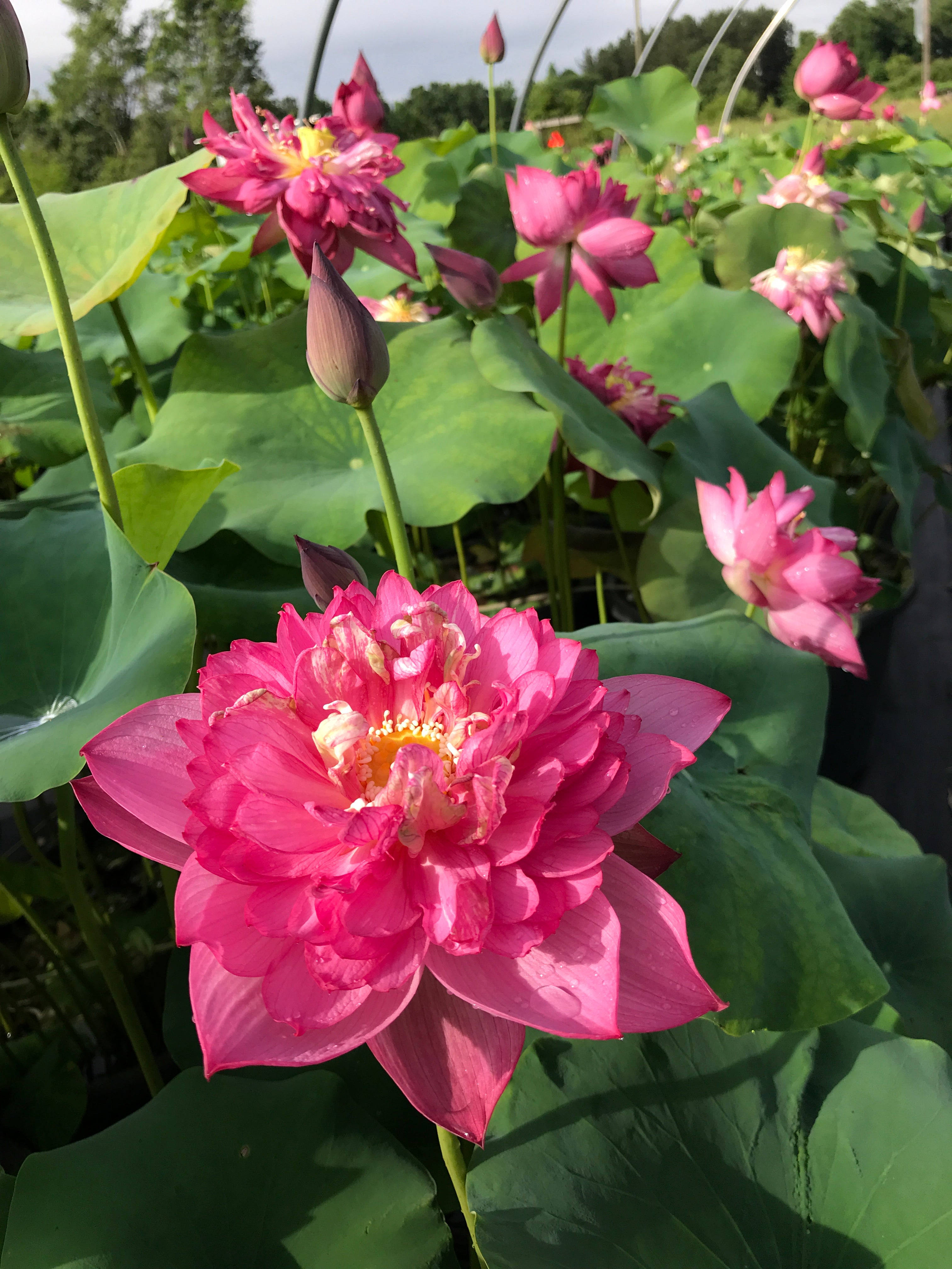 Maua ya Lotus ya Fuchsia Picha ya Ukuta