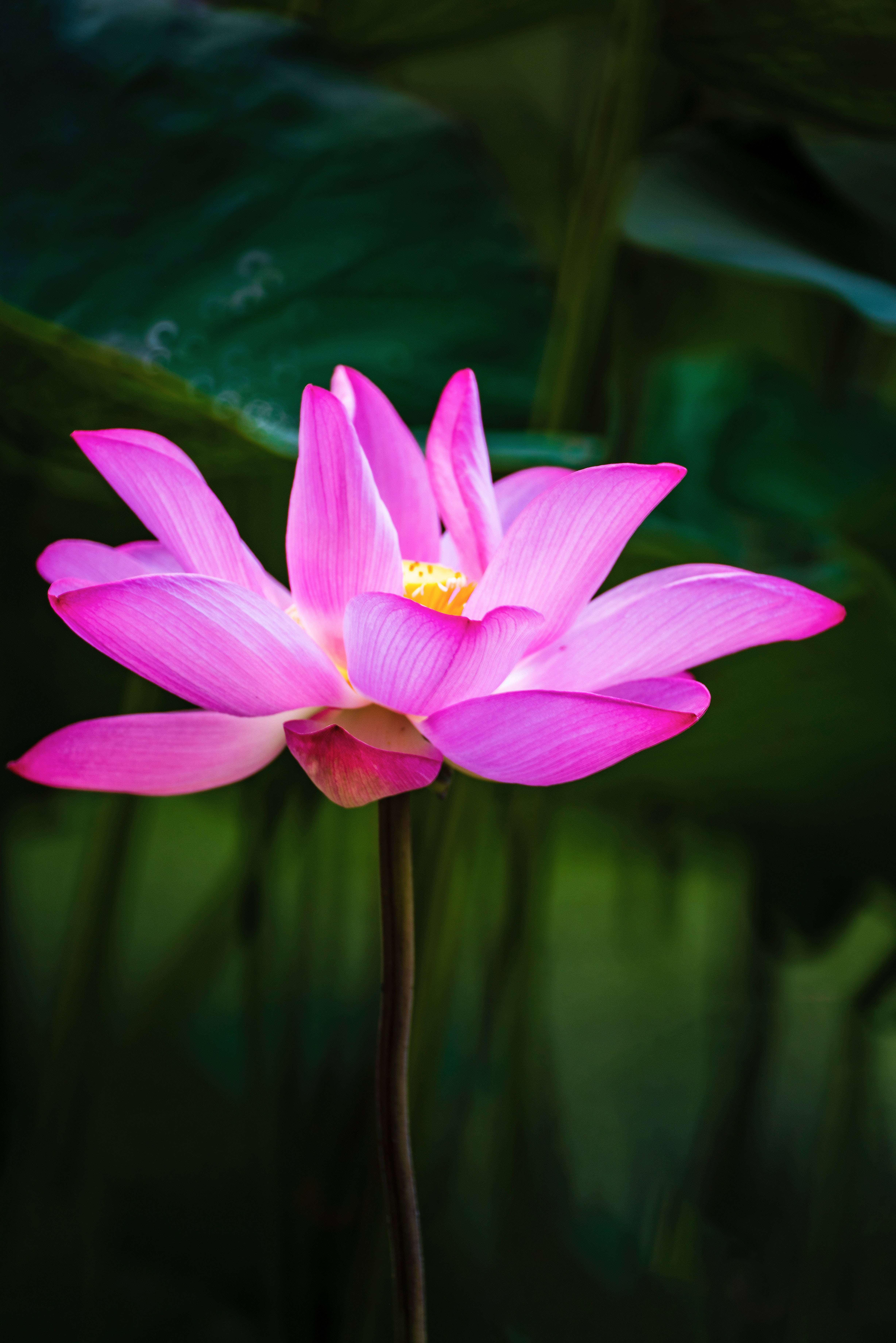 Maua ya Lotus ya Honglingjin Picha ya Ukuta