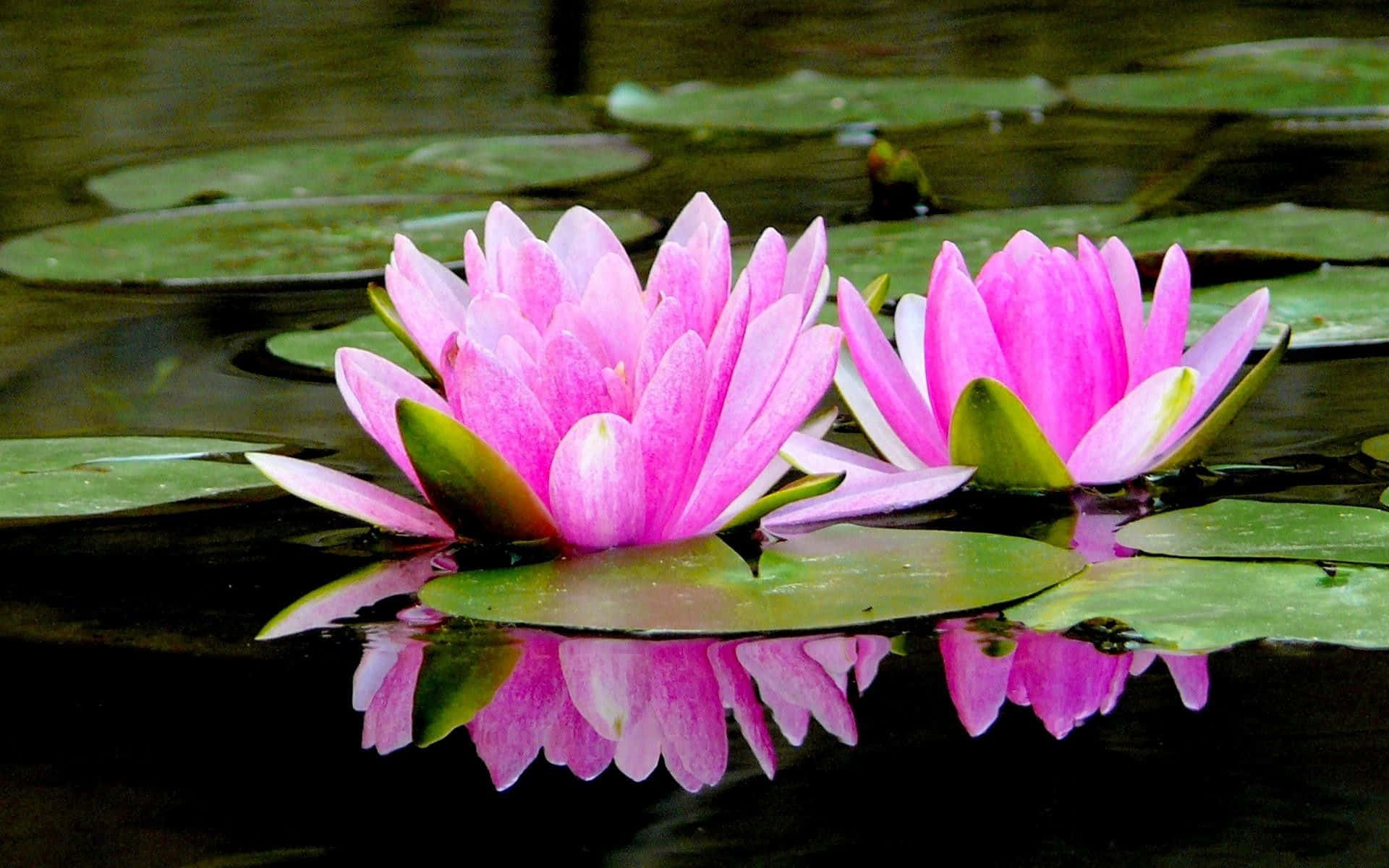Maua ya Lotus ya Kupendeza Juu ya Maji ya Sawa Picha ya Ukuta