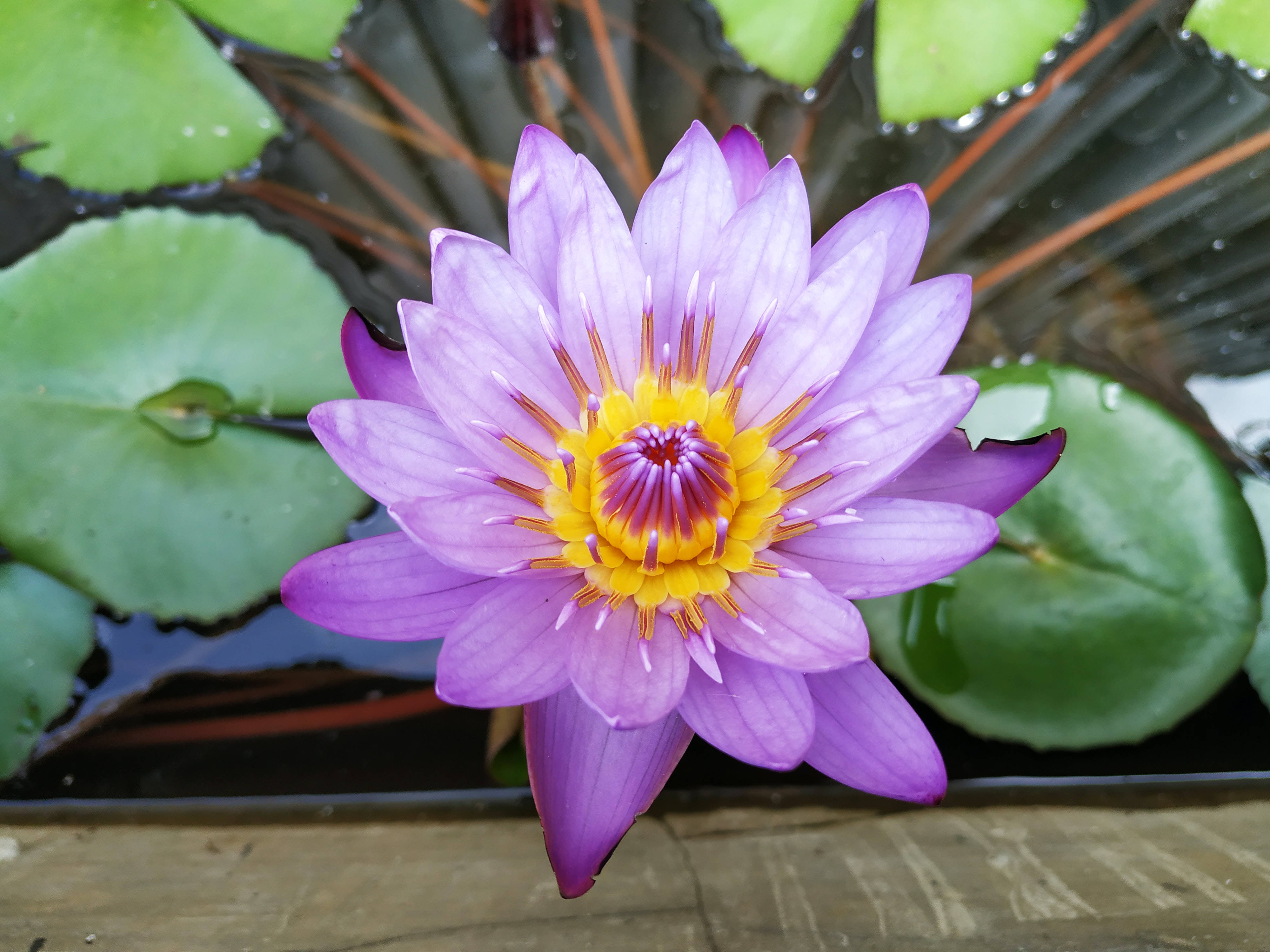 Maua ya Lotus ya Rangi ya Zambarau na ya Kunde Picha ya Ukuta