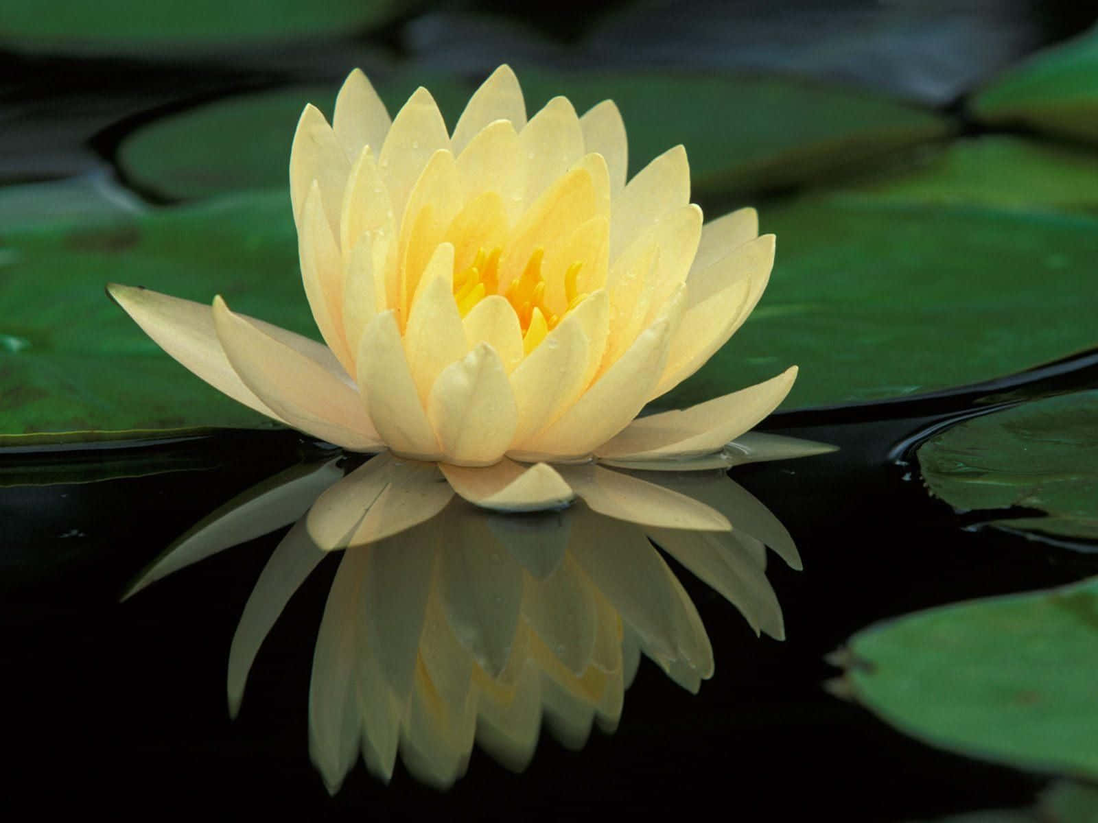 Maua ya Lotus Yanayochipua Katika Bwawa Lenye Amani Picha ya Ukuta