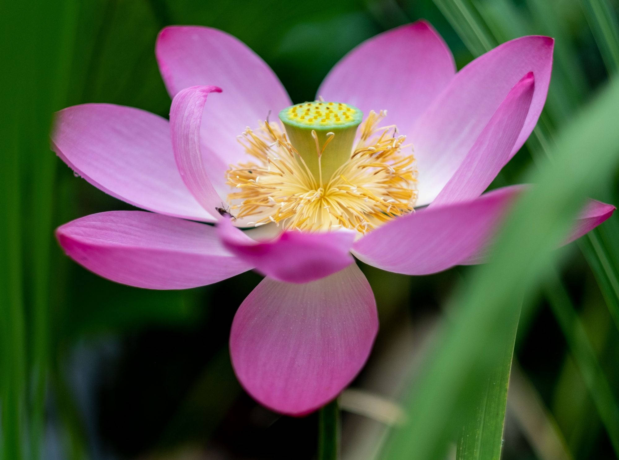 Maua ya Lotus Yanayochipuka Picha ya Ukuta