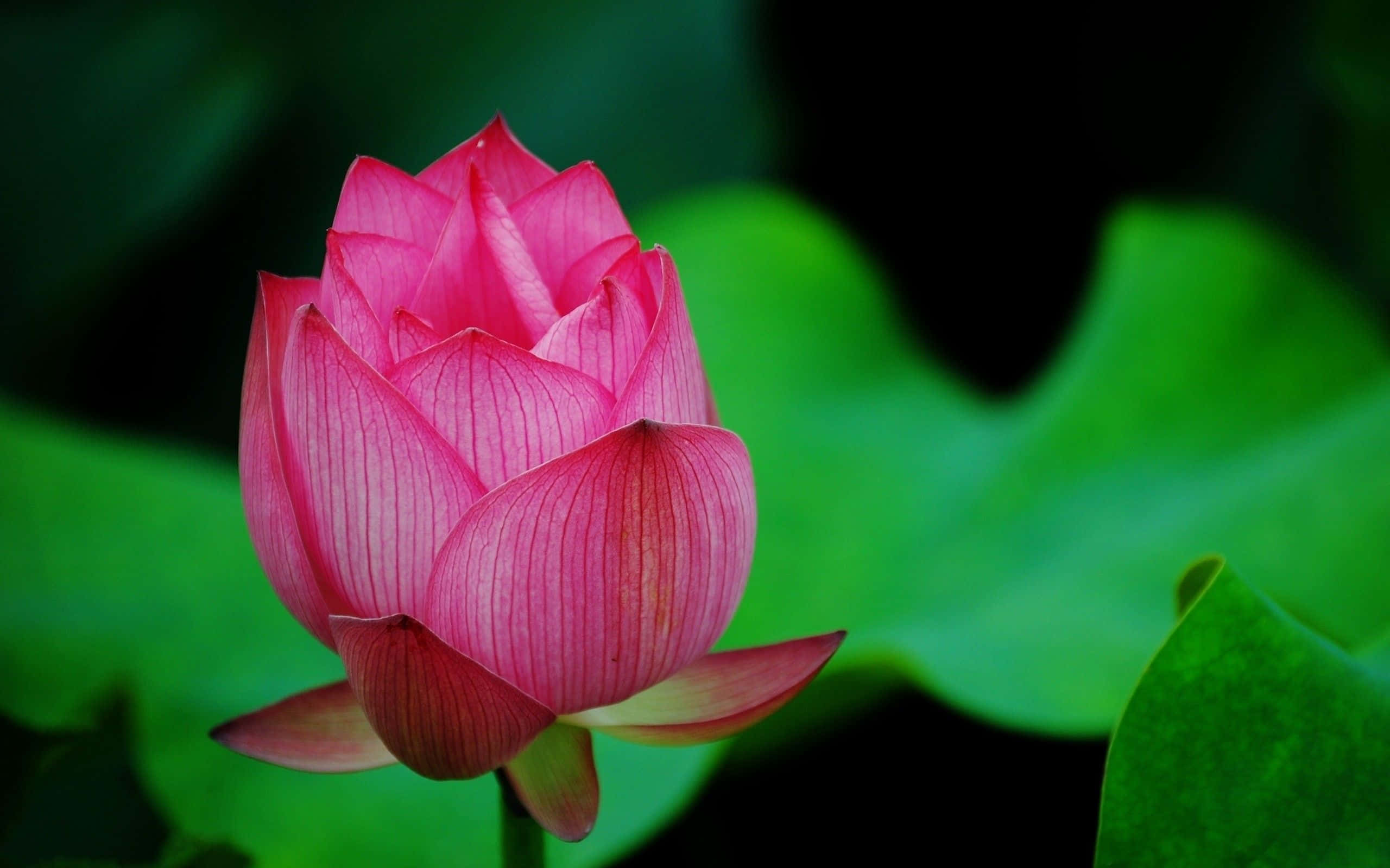 Maua ya Lotus Yanayochipuka Katika Kijito Picha ya Ukuta