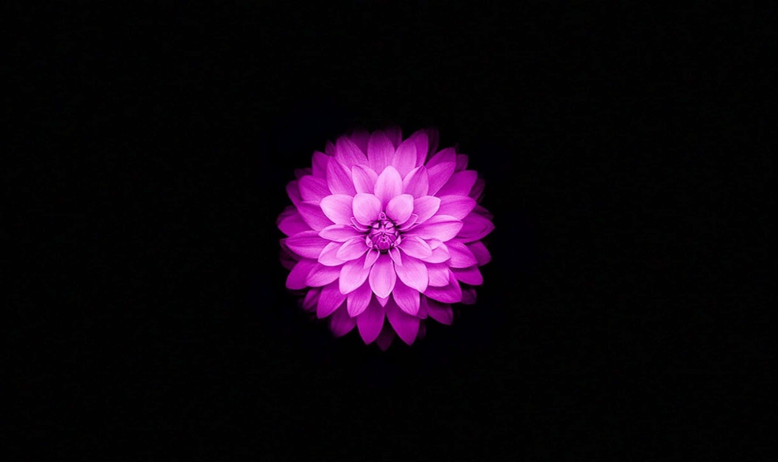 Maua ya Lotus Yanayombeleza Picha ya Ukuta