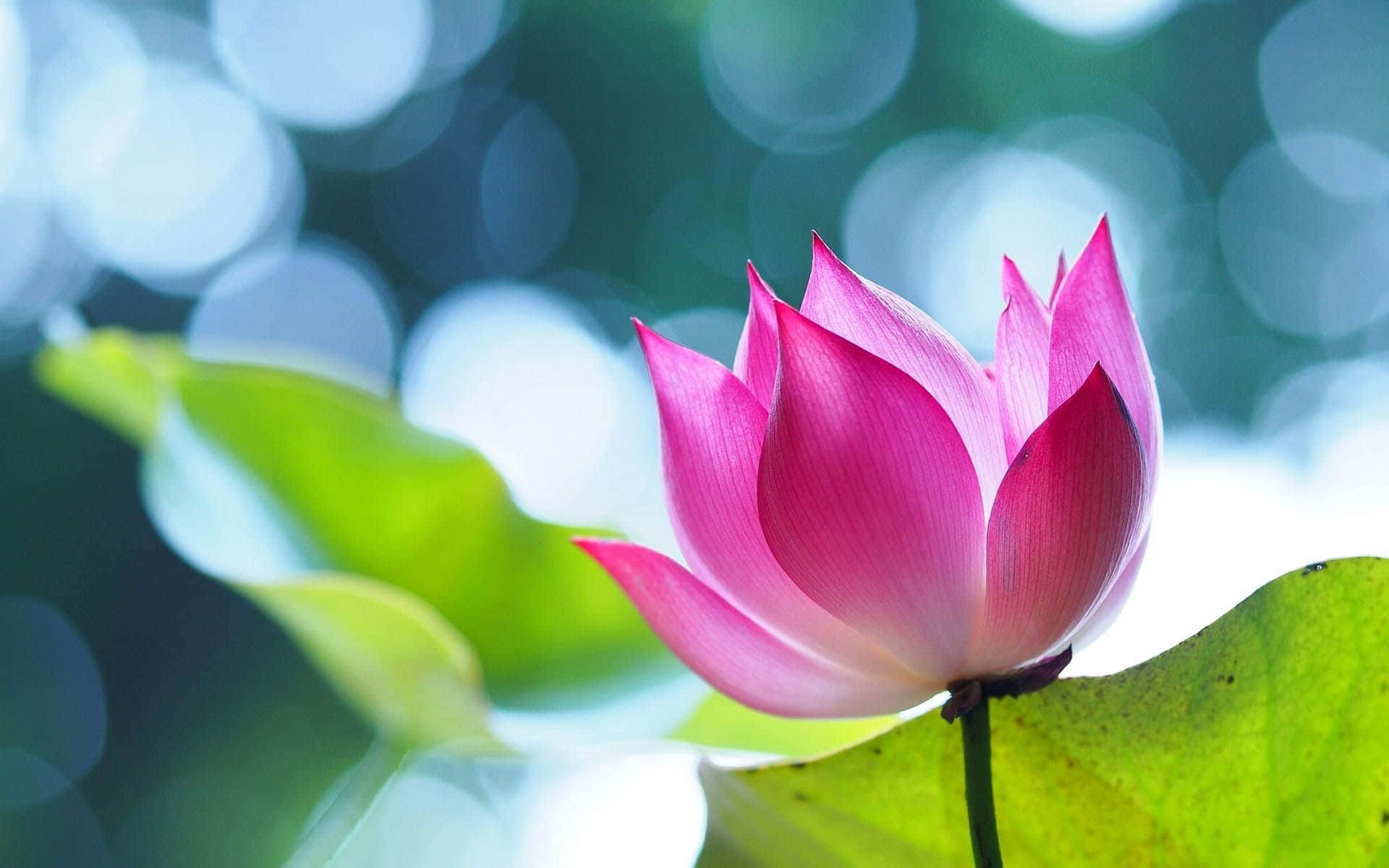Maua ya Lotus Yanayovutia Yanayochipuka Picha ya Ukuta