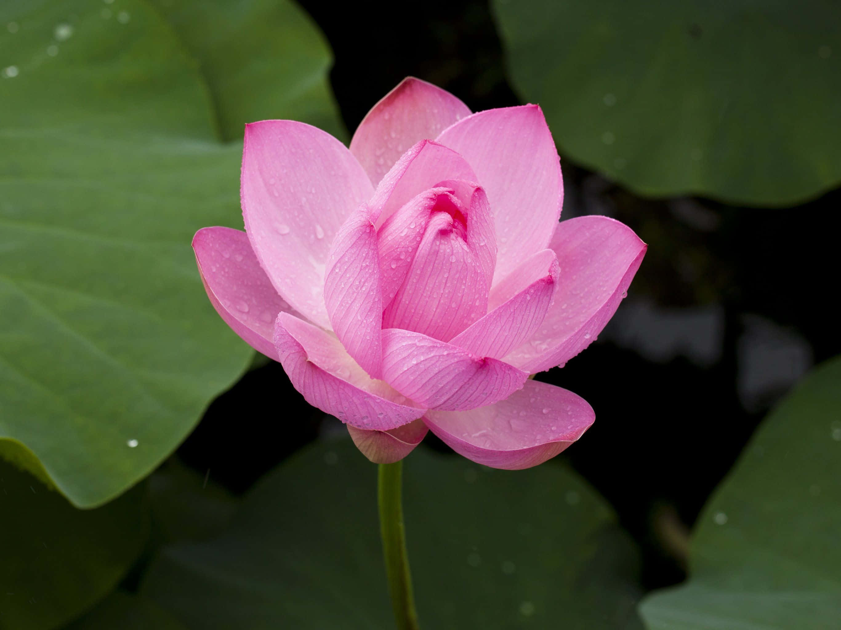 Maua ya Lotus Yanayovutia Yanayochipuka Kikamilifu Picha ya Ukuta