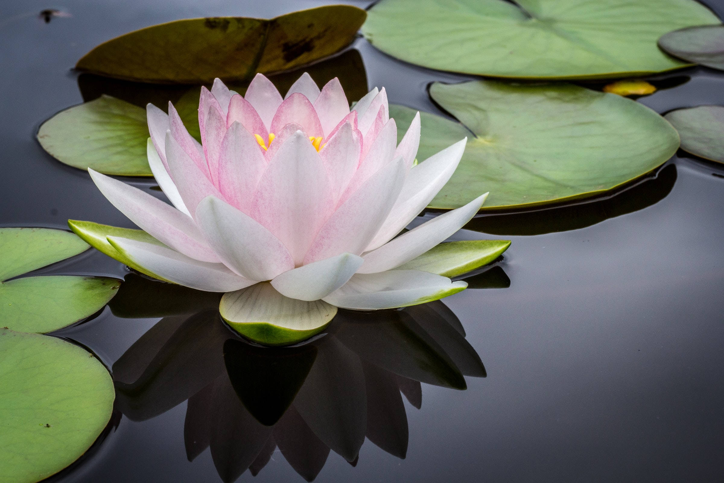 Maua ya Lotus yenye Utulivu Picha ya Ukuta