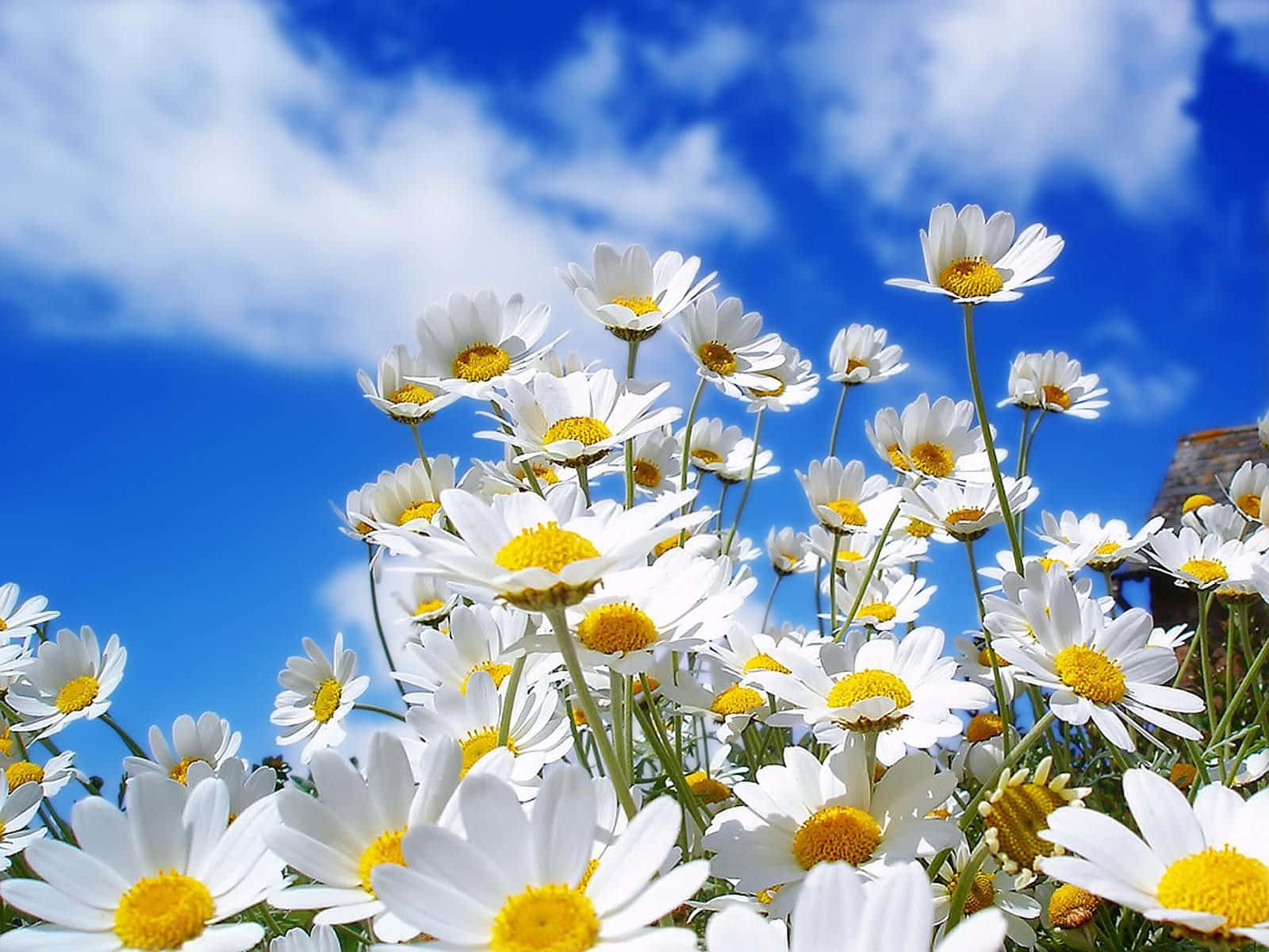 Maua ya Majira ya Machipuko Daisies Anga la Bluu Picha ya Ukuta