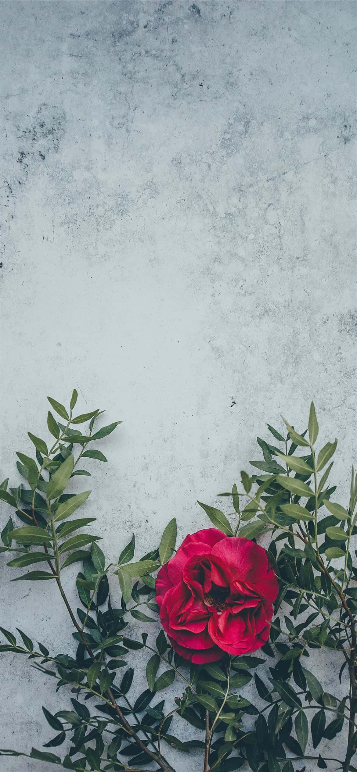 Maua ya nyekundu yenye mwanga unao bloom Picha ya Ukuta