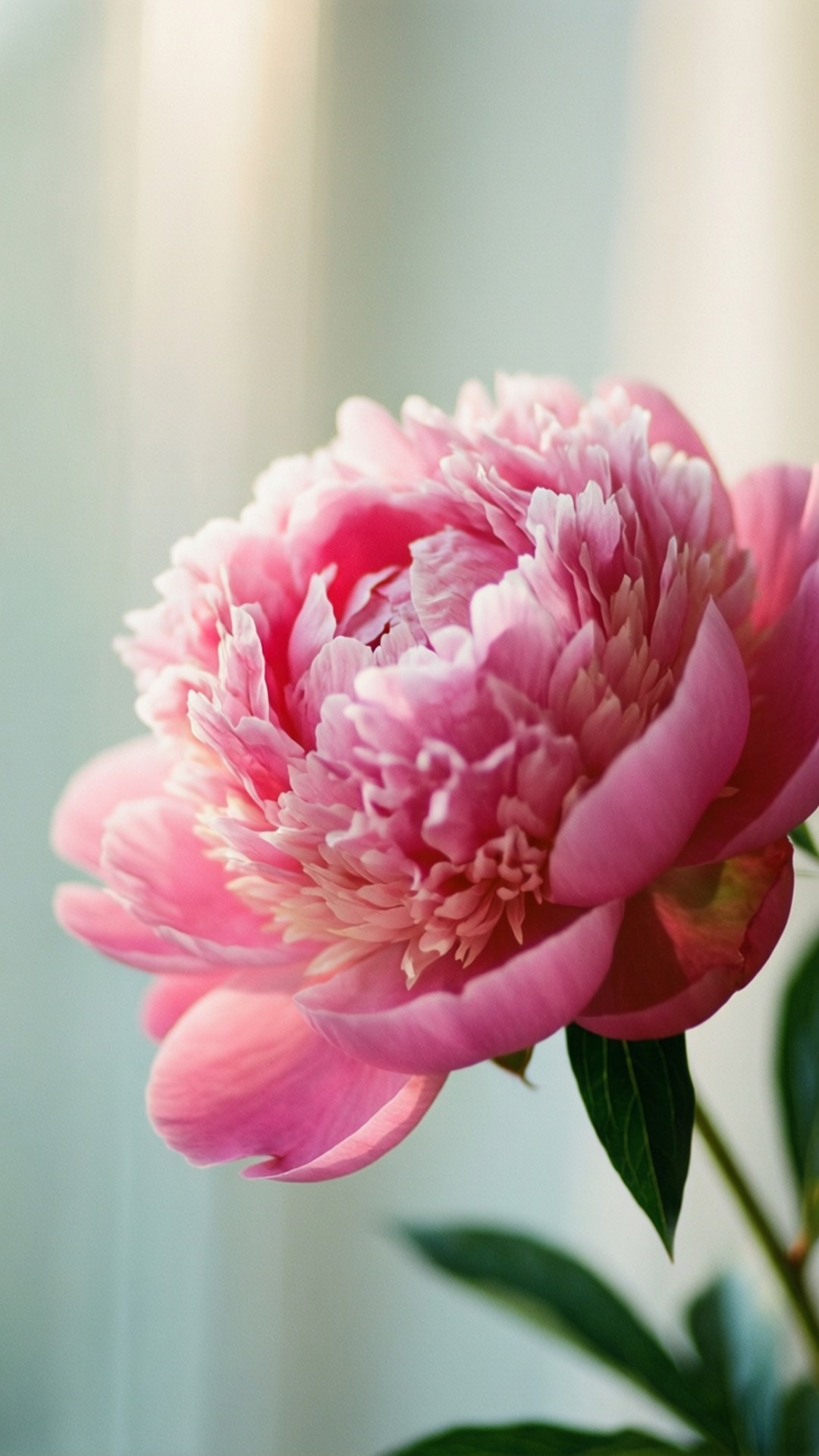 Maua ya Peony Picha ya Ukuta