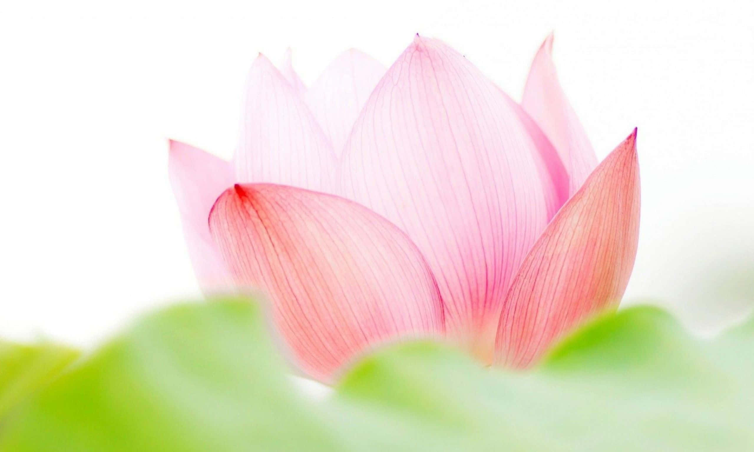 Maua ya Pink Lotus ya Kupendeza Picha ya Ukuta