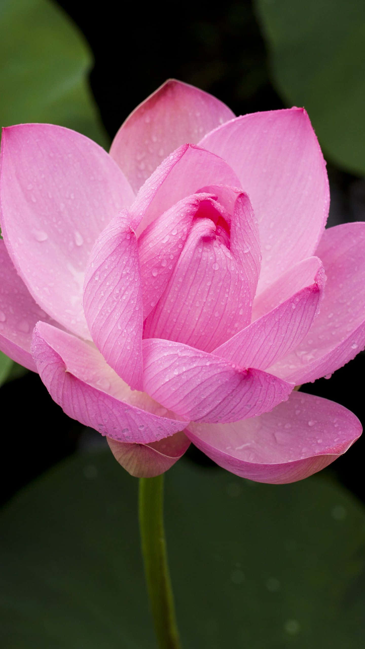 Maua ya Pinki ya Lotus Yanayochipuka kwenye Ziwa Tulivu Picha ya Ukuta