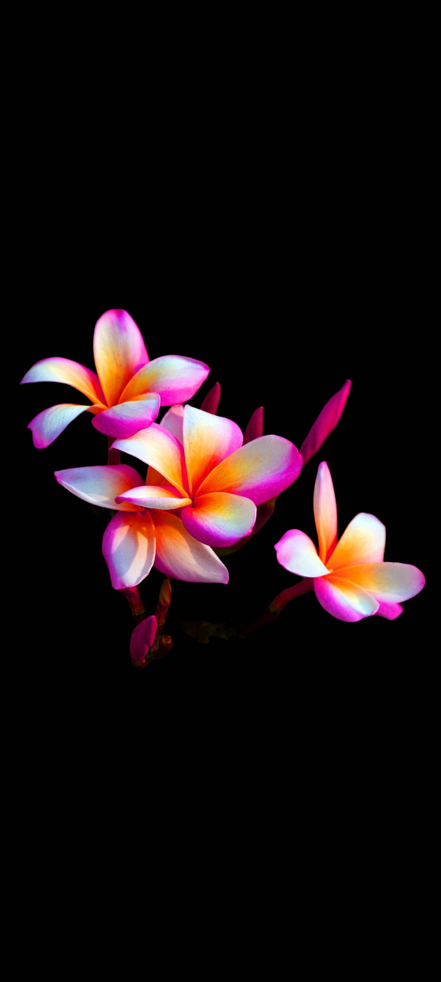 Maua ya Plumeria ya Pretty Mobile Picha ya Ukuta