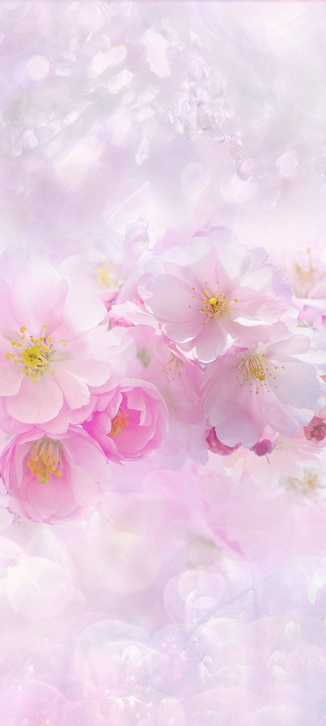 Maua ya Sakura ya Pink na Nyeupe ya Spring Picha ya Ukuta