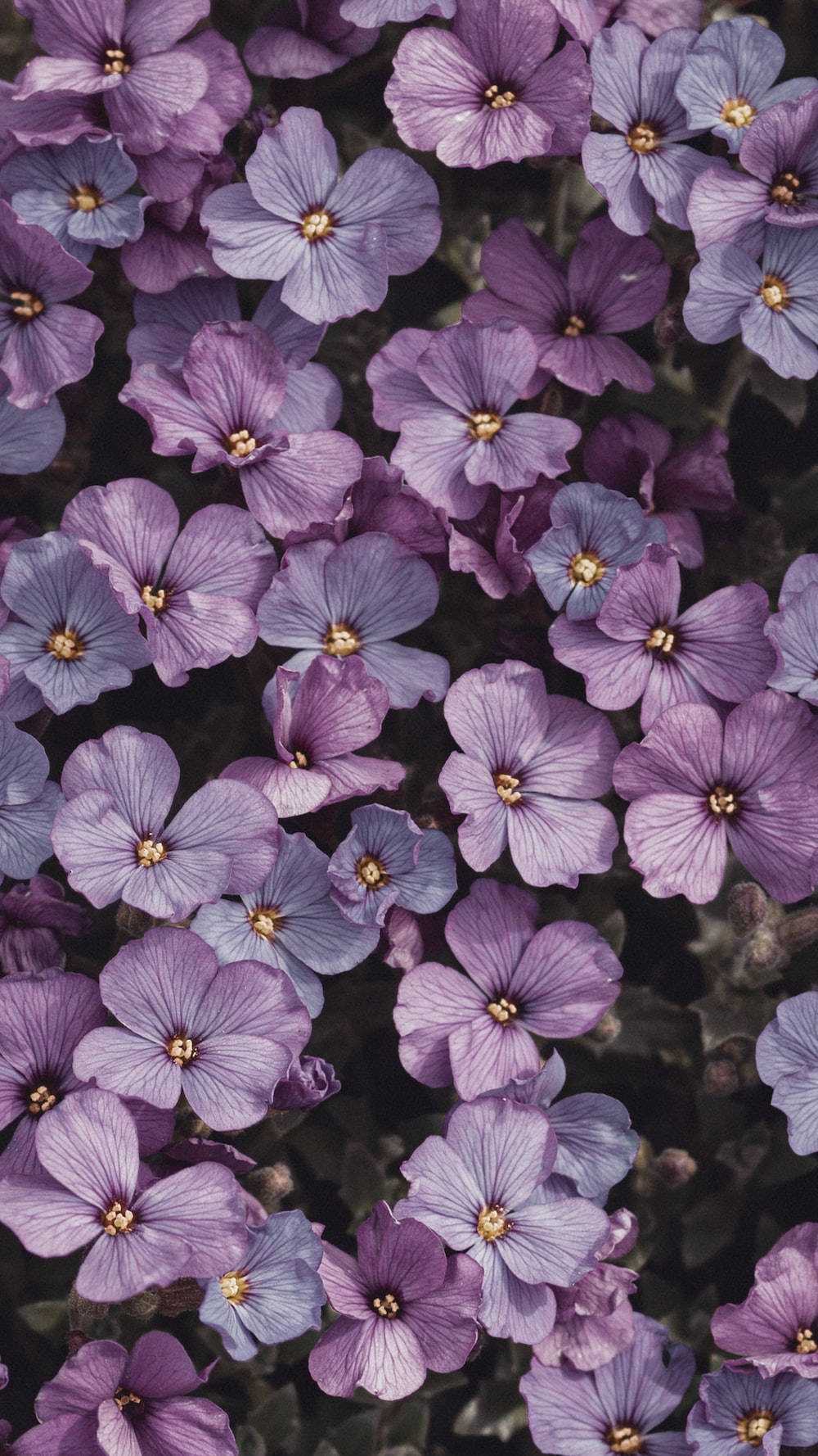 Maua ya Zambarau Nyepesi ya Aubrieta Picha ya Ukuta