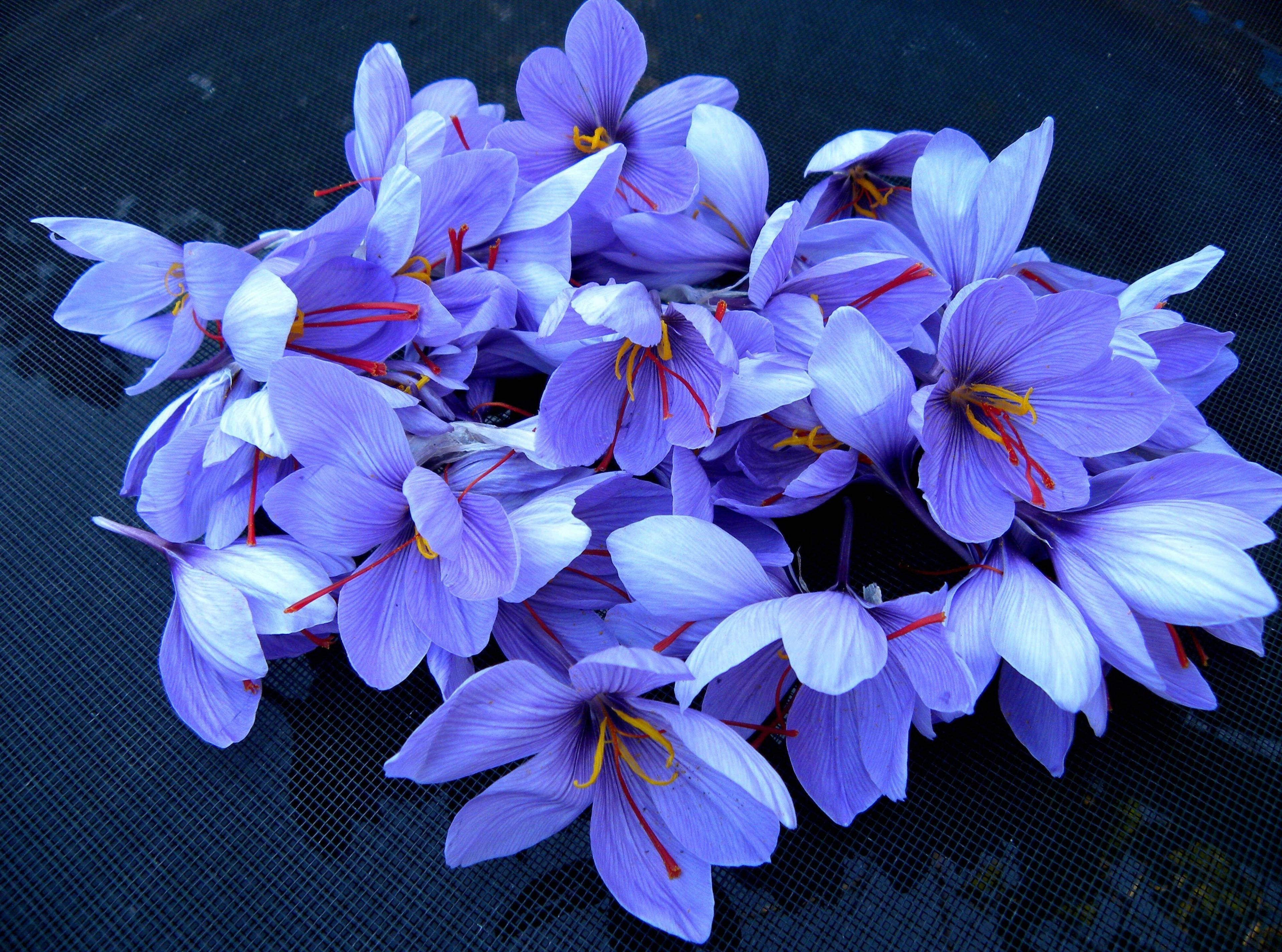 Mavuno Bora ya Zafarani Crocus Picha ya Ukuta