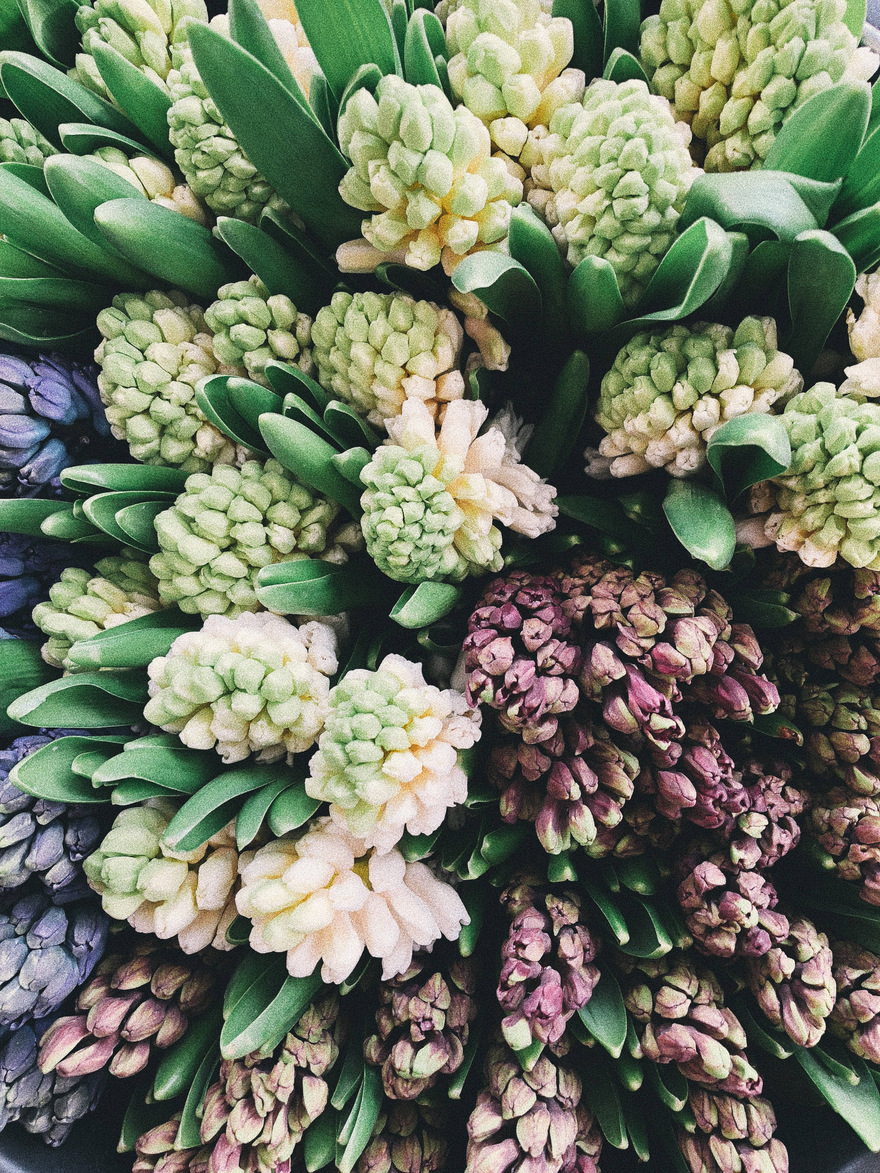 Mawani ya Hyacinth Katika Soko Picha ya Ukuta