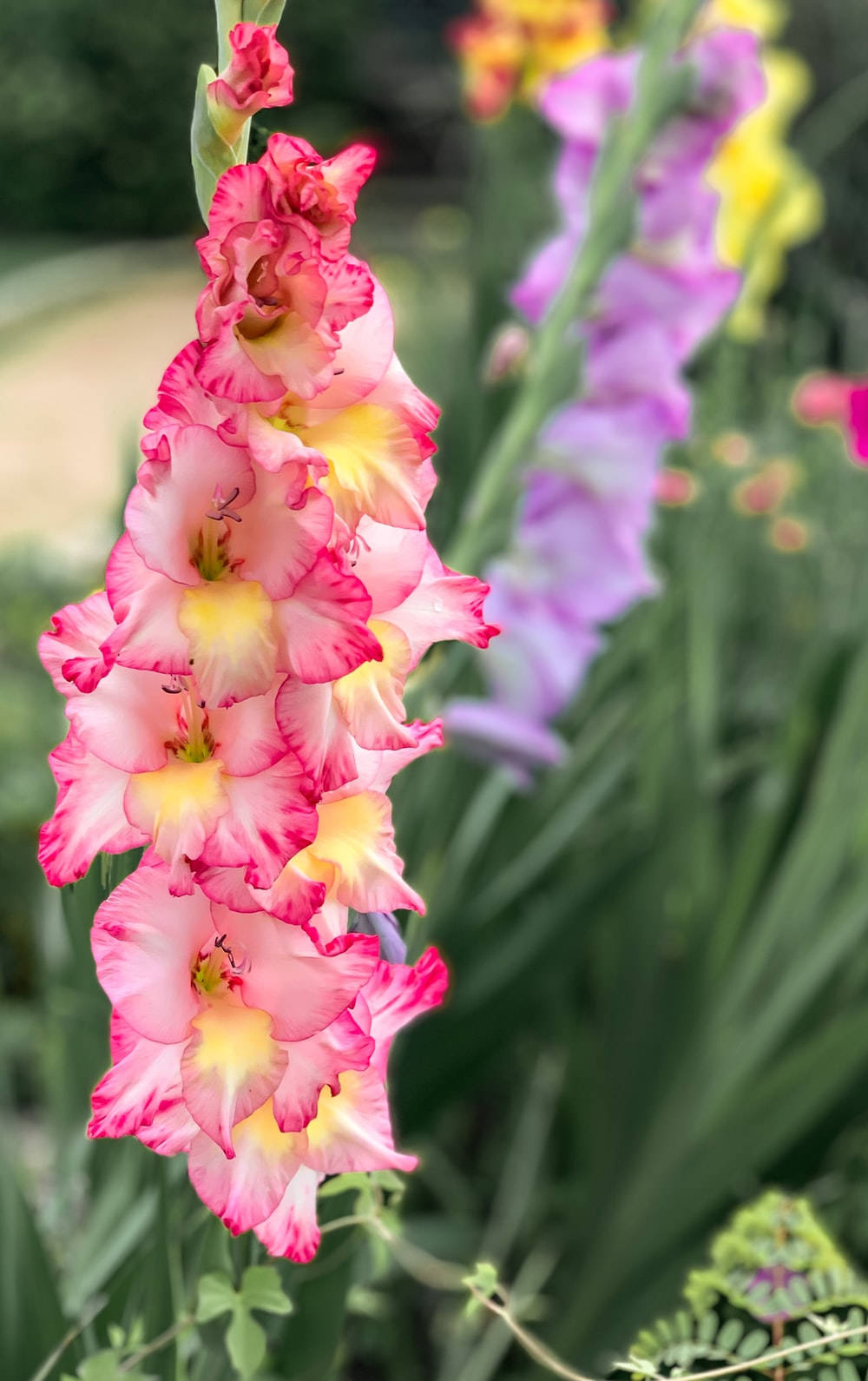 Tri-Colored Gladiolus Flower Picha ya Ukuta