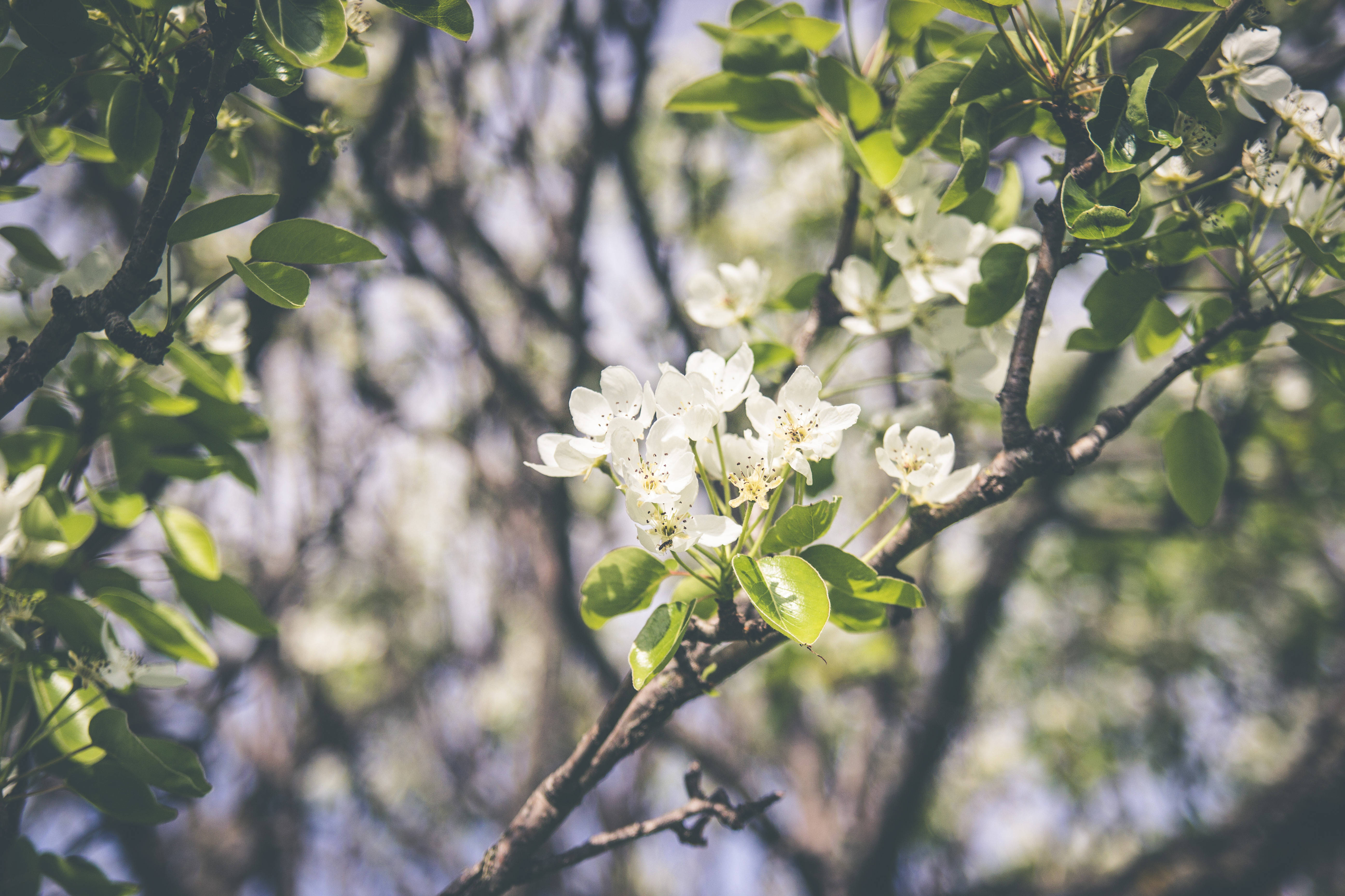 Mazingira Wakati wa Msimu wa Spring Picha ya Ukuta