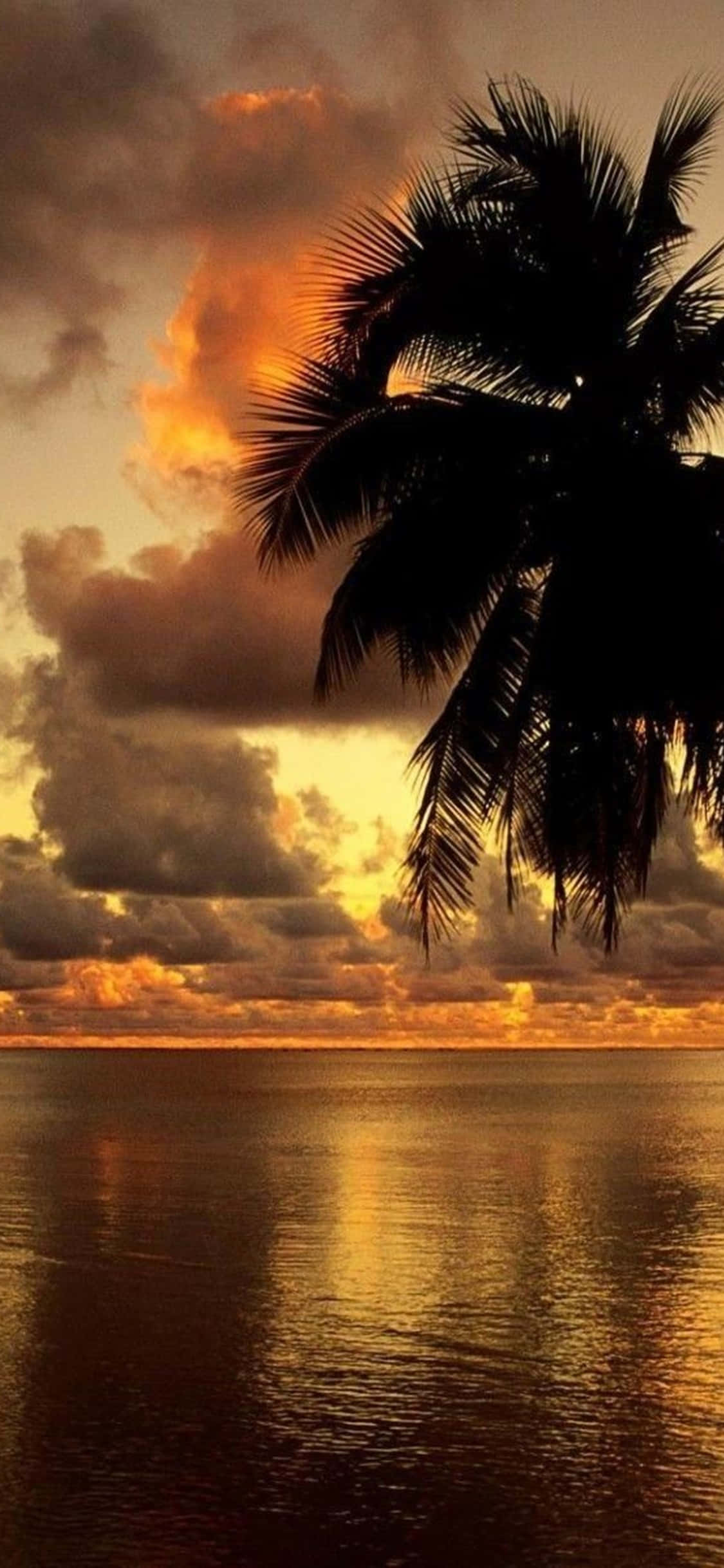 iPhone Xs Desktop Pc Palm Tree Sunset Background Picha ya Ukuta