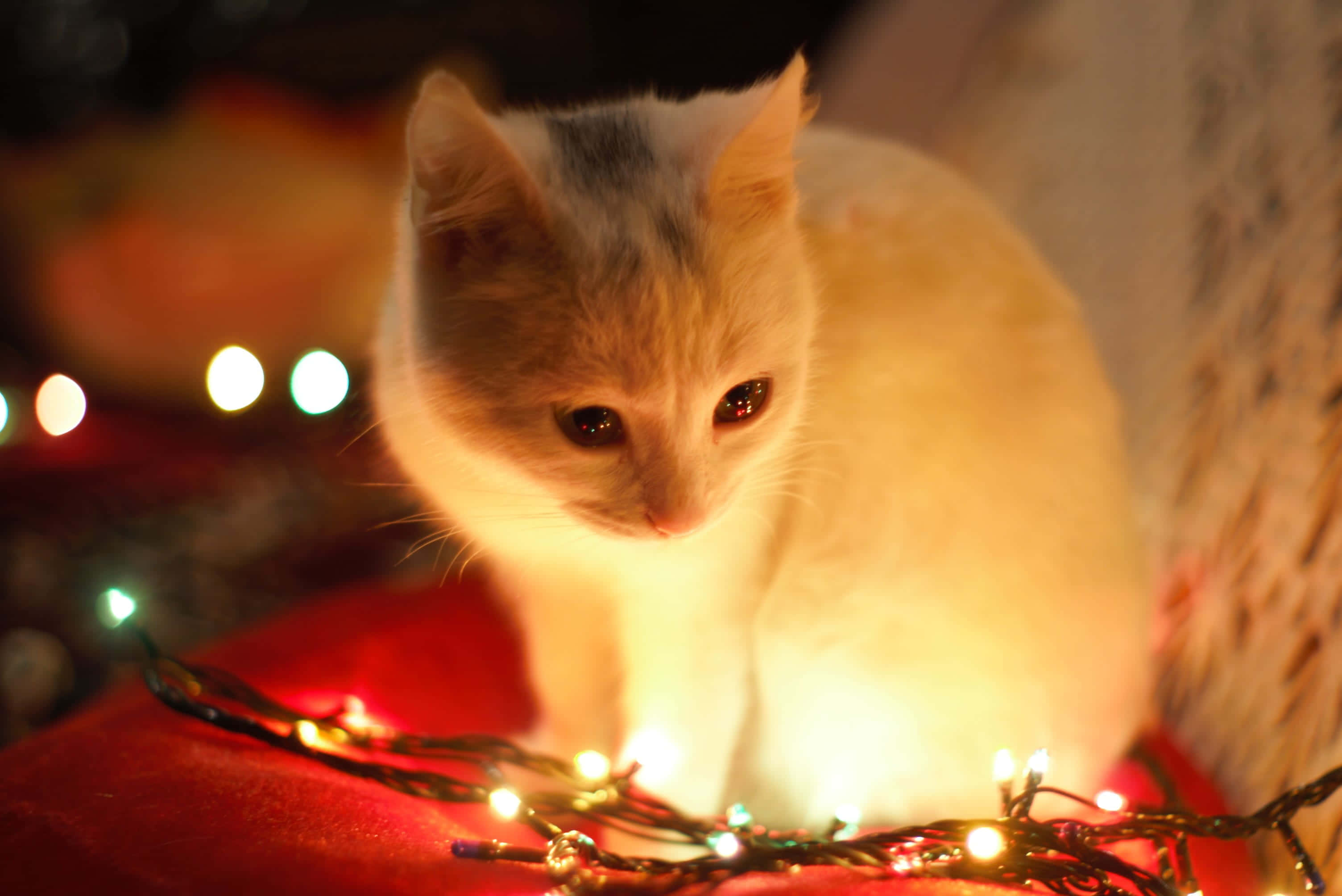 Mazingira ya kufurahisha ya Krismasi yenye hadi za Krismasi, mwanga, na mazingira ya kusisimua Picha ya Ukuta