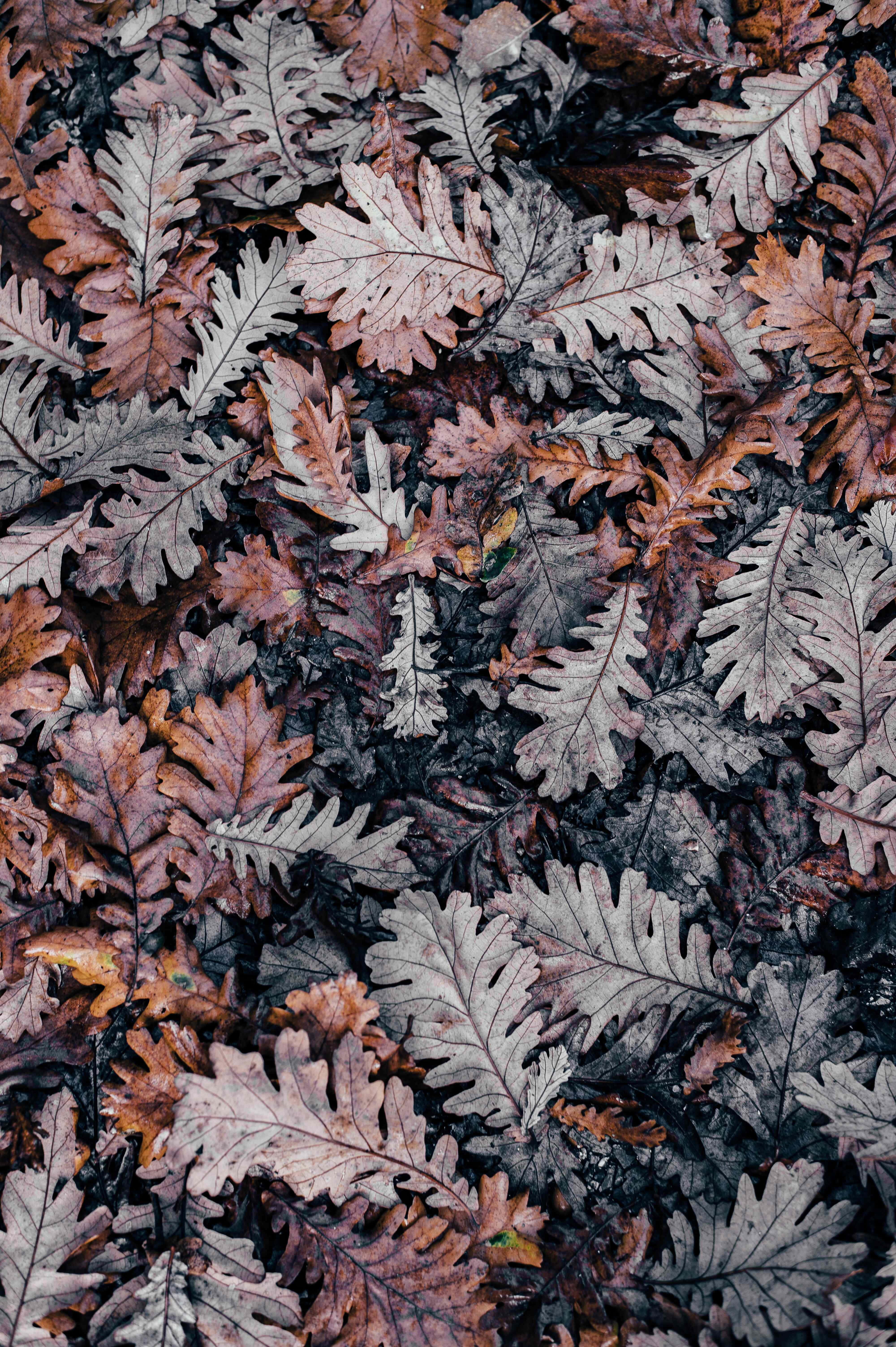 Mazingira ya Kuwa na Majani ya Autumn ya iPhone Picha ya Ukuta