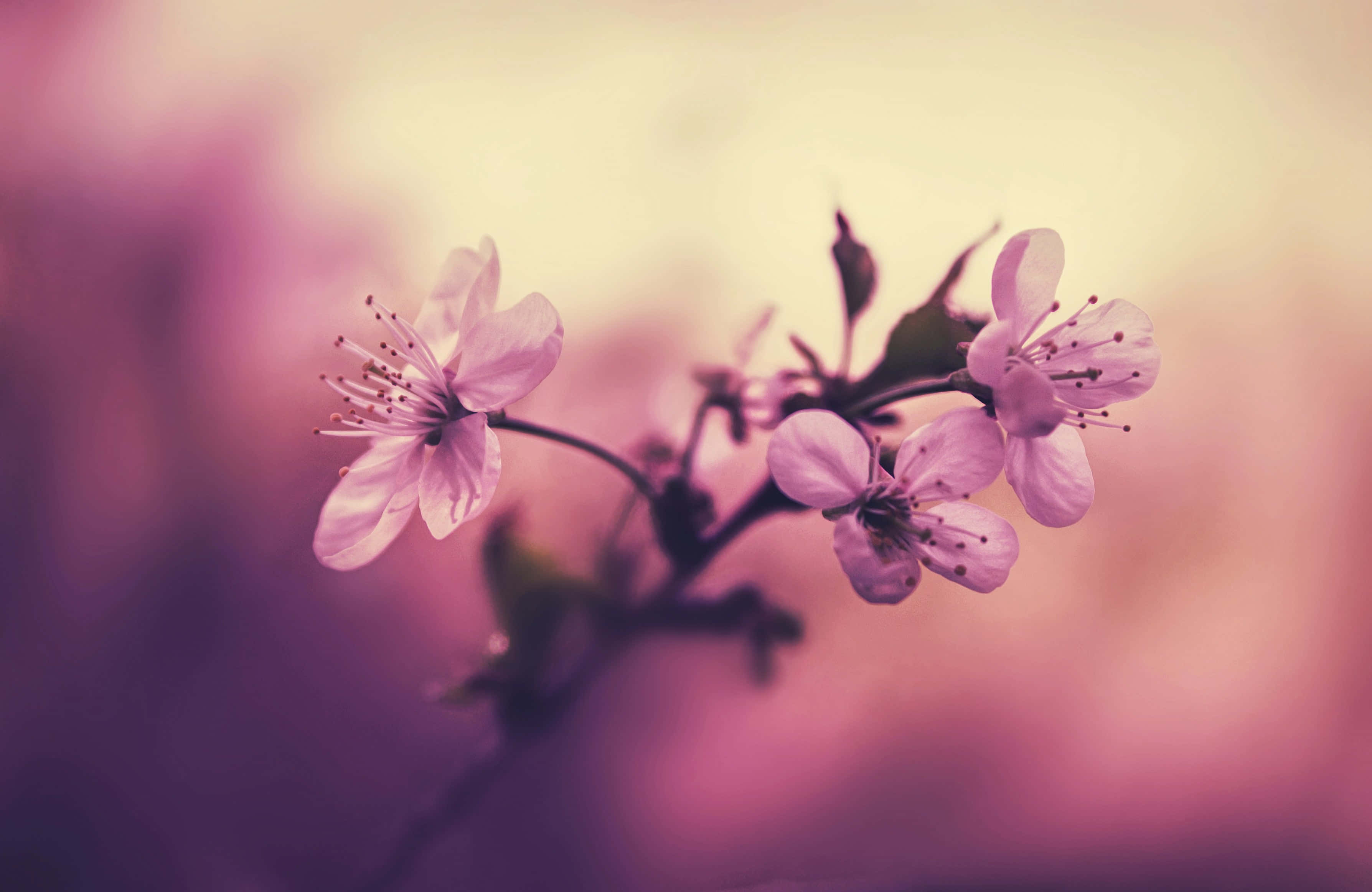 Mazingira ya Miti ya Sakura Picha ya Ukuta