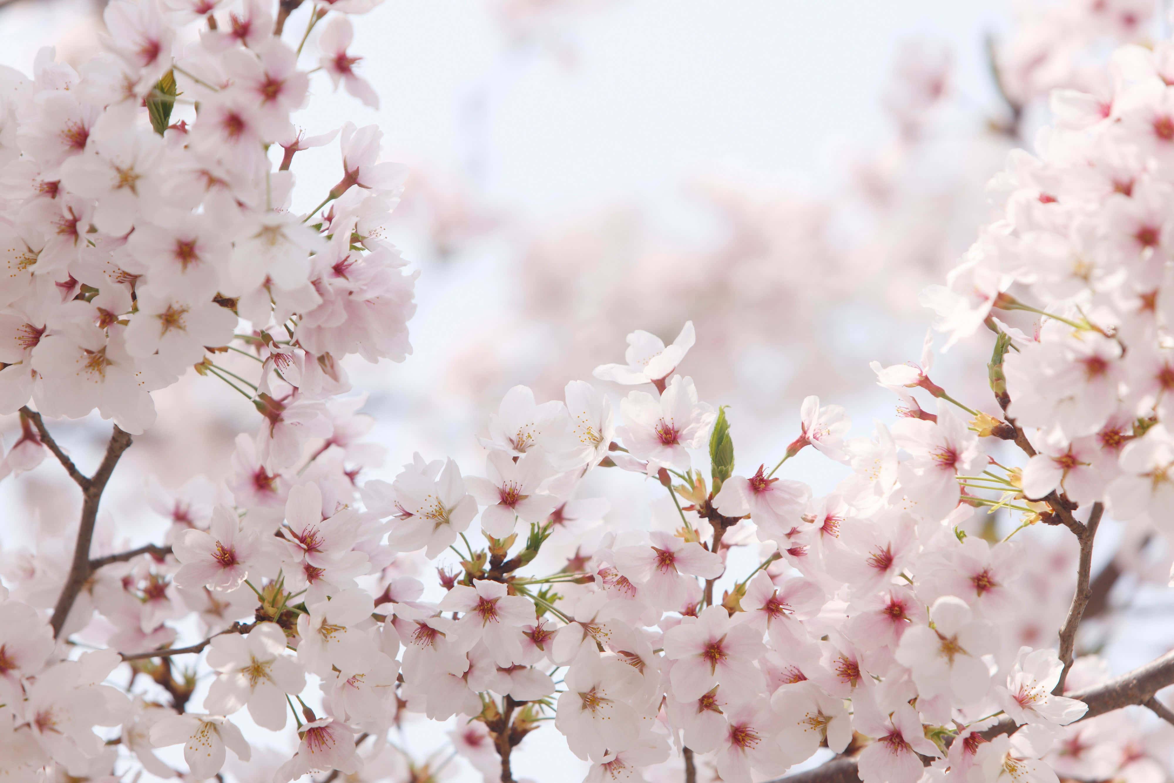 Mazingira ya Miti ya Sakura Picha ya Ukuta