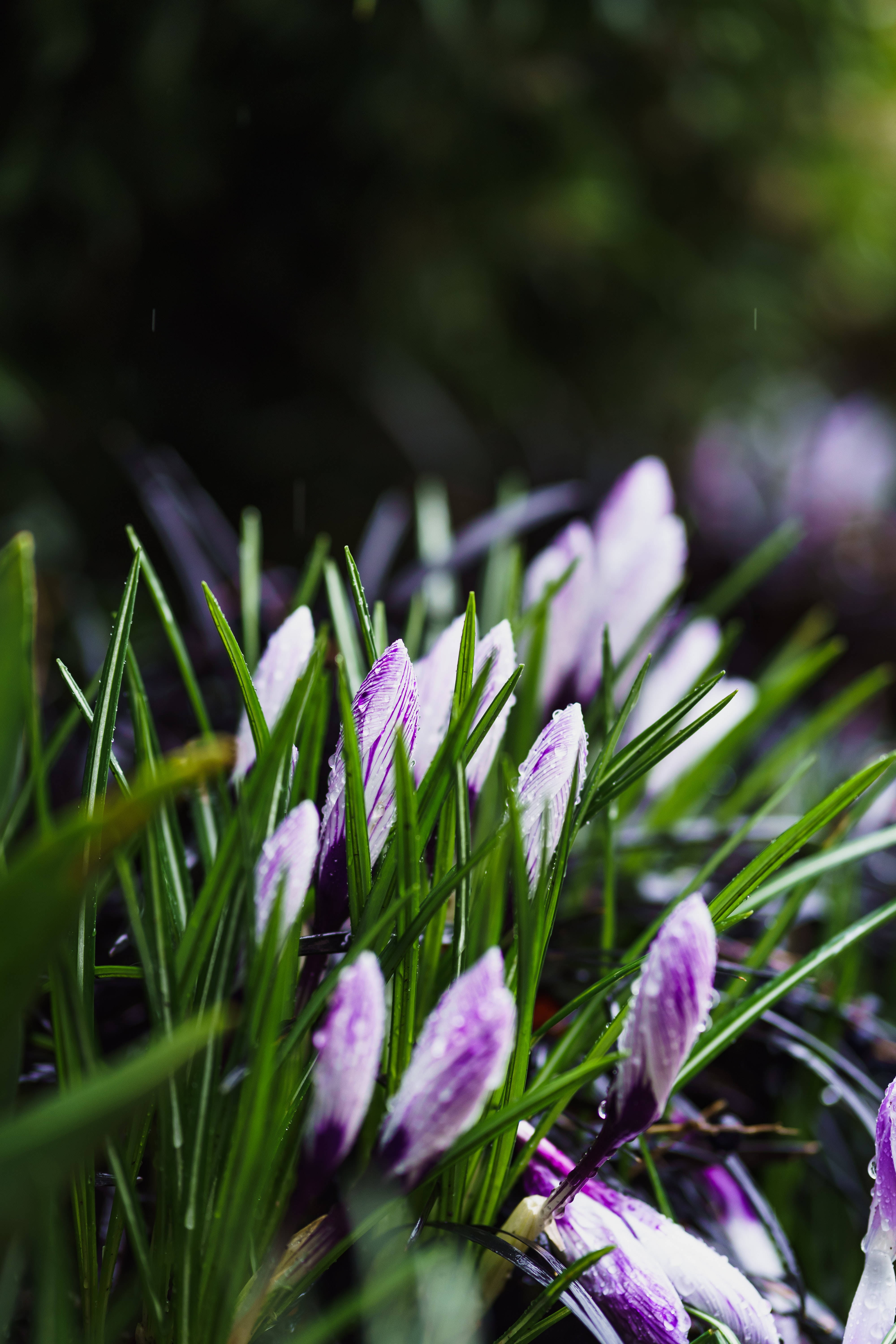 Mazingira ya Purple Spring Picha ya Ukuta