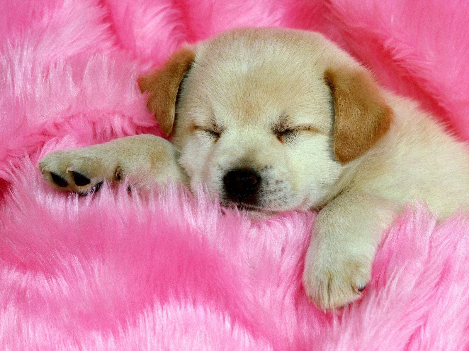 Mbwa Akiwa Amelala Golden Retriever Juu ya Manyoya ya Pink Picha ya Ukuta